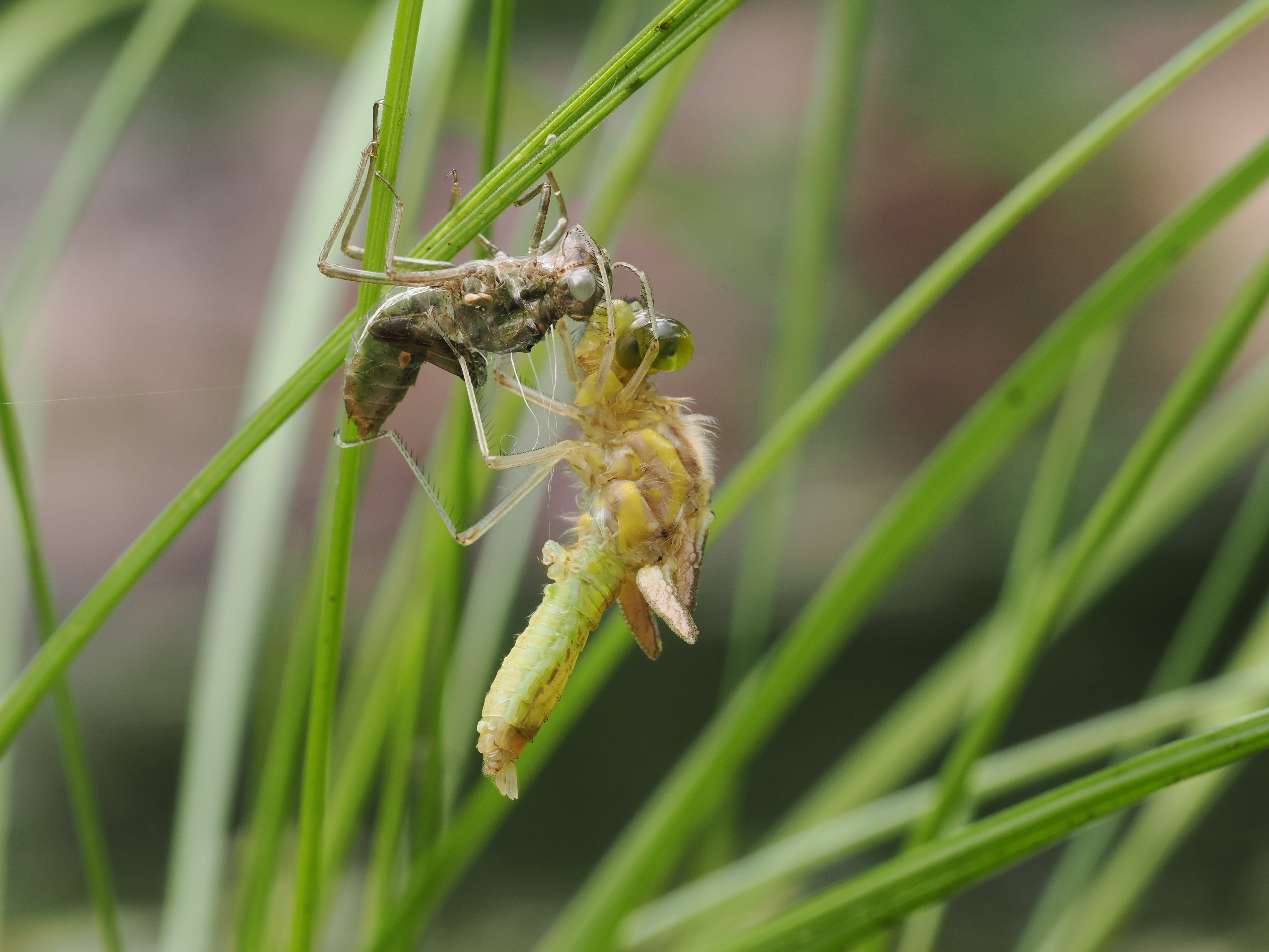Image from Sympetrum danae album