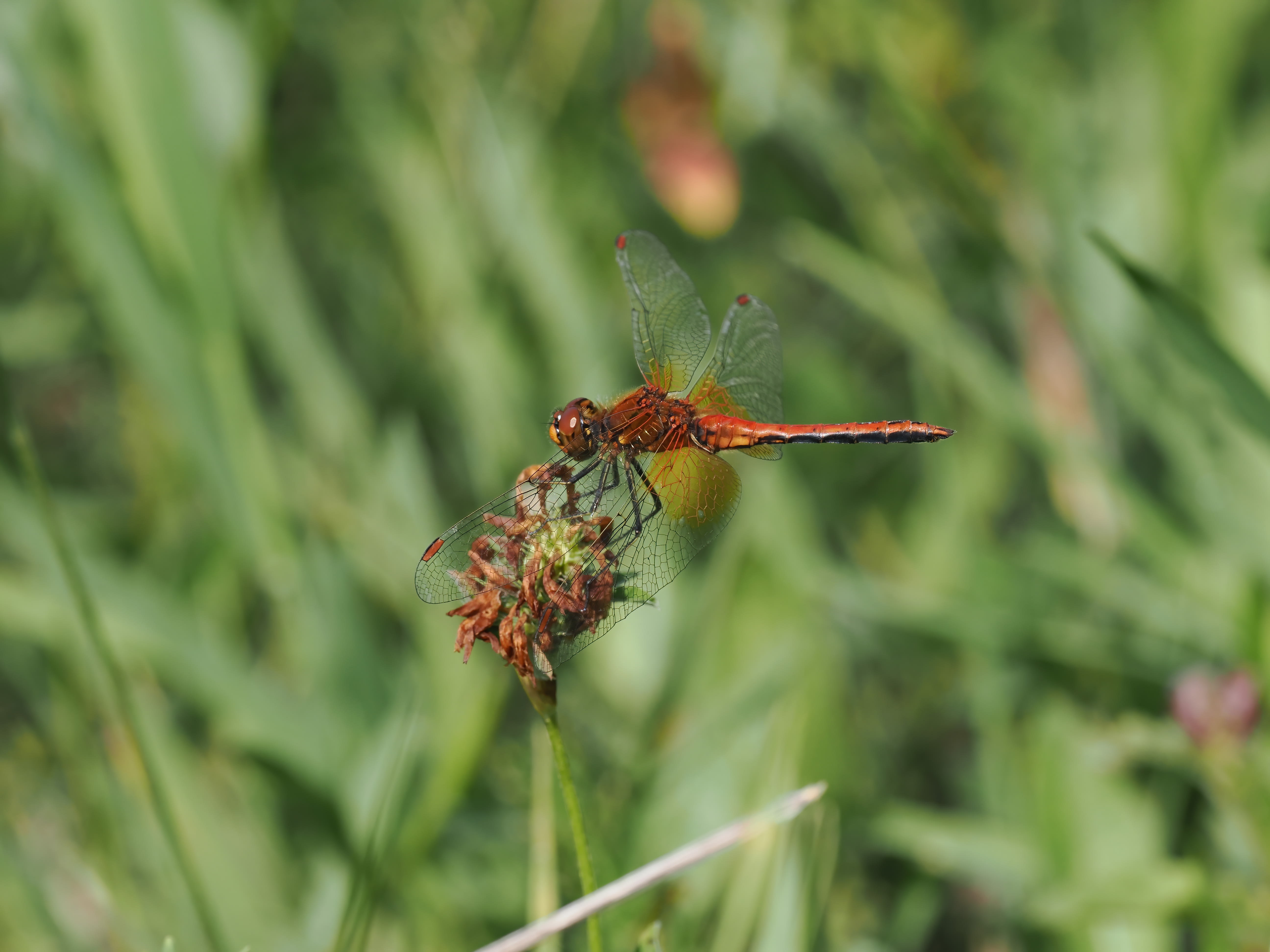 Image from Sympetrum flaveolum album