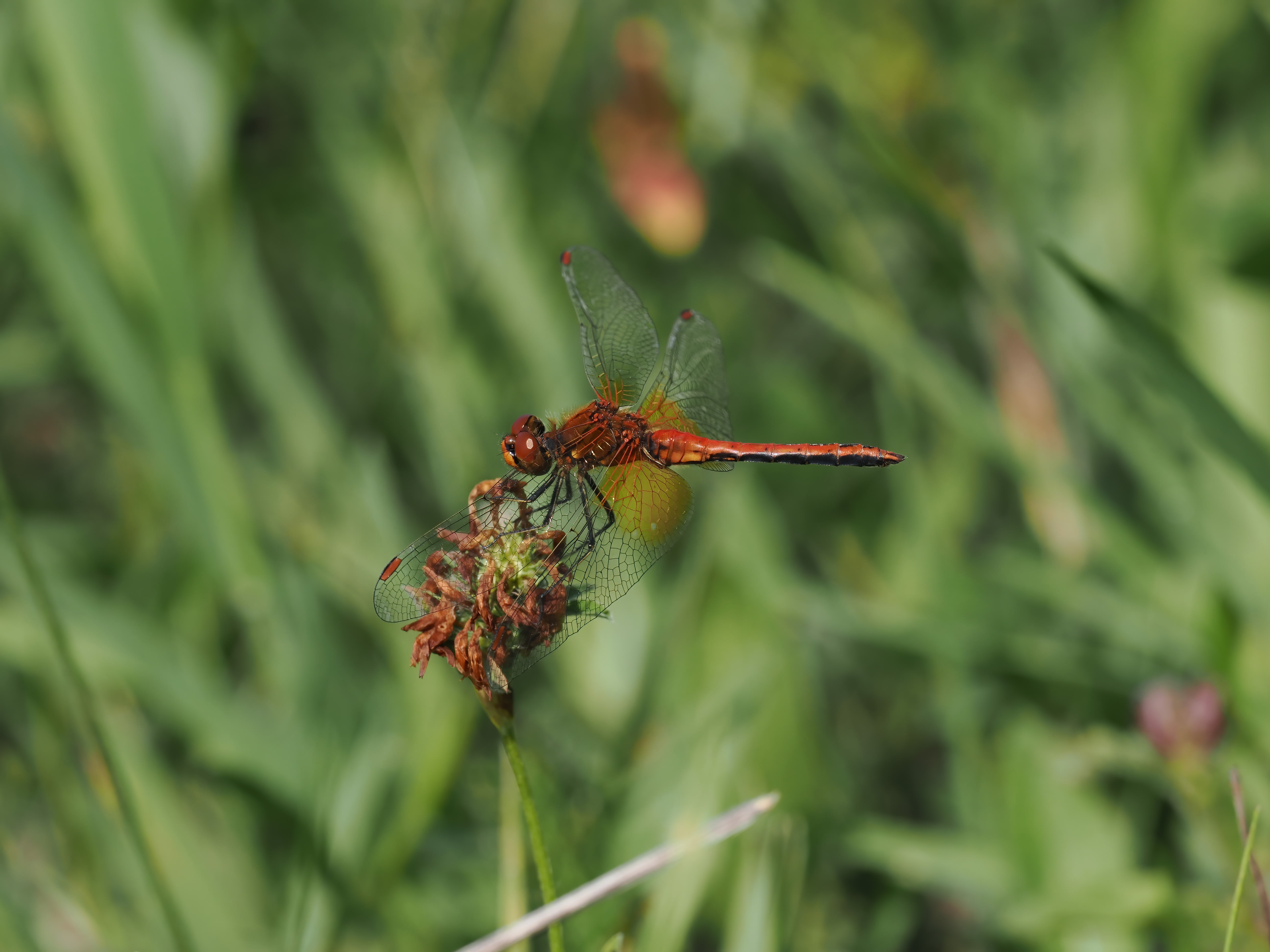 Image from Sympetrum flaveolum album