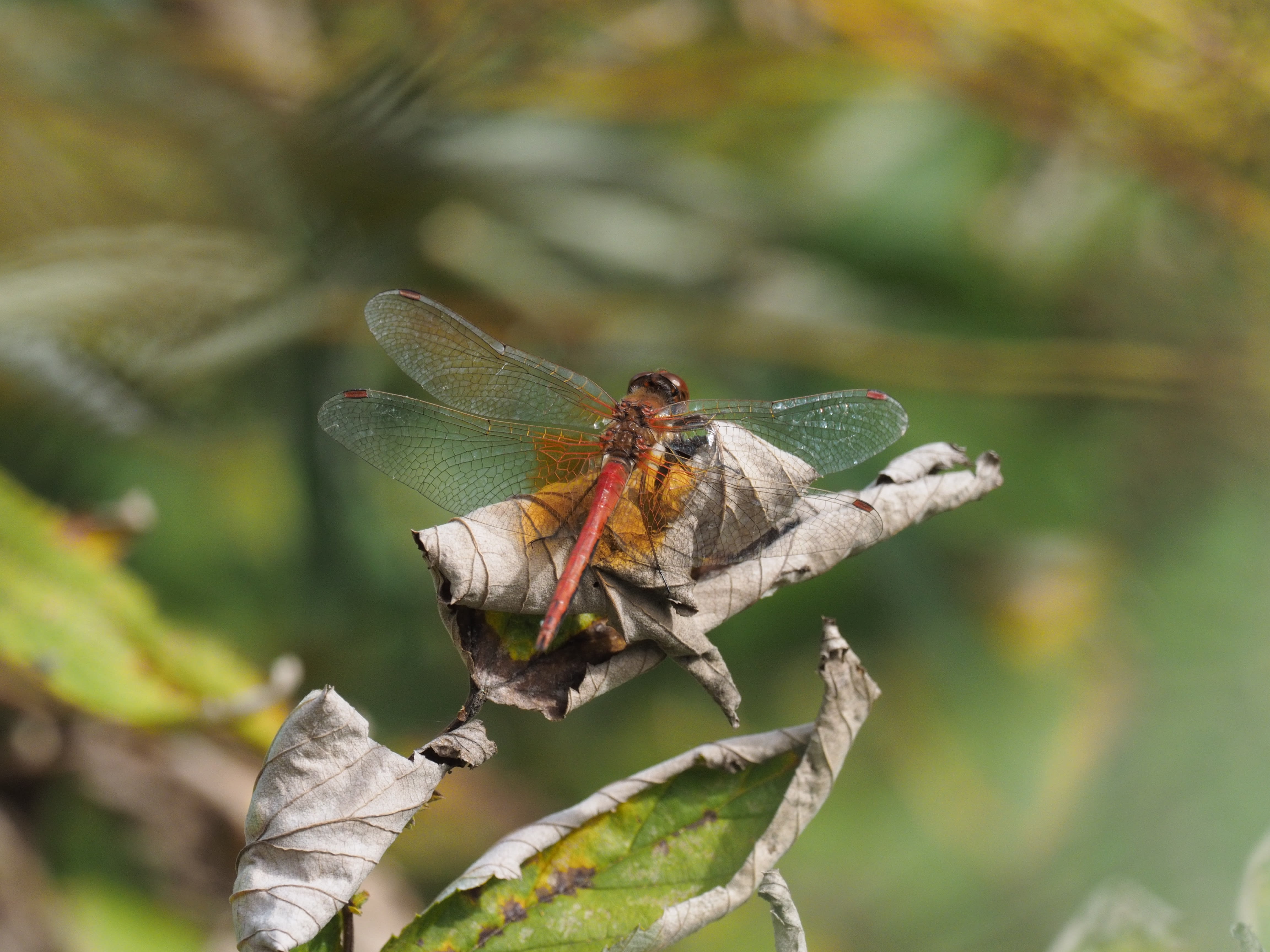 Image from Sympetrum flaveolum album