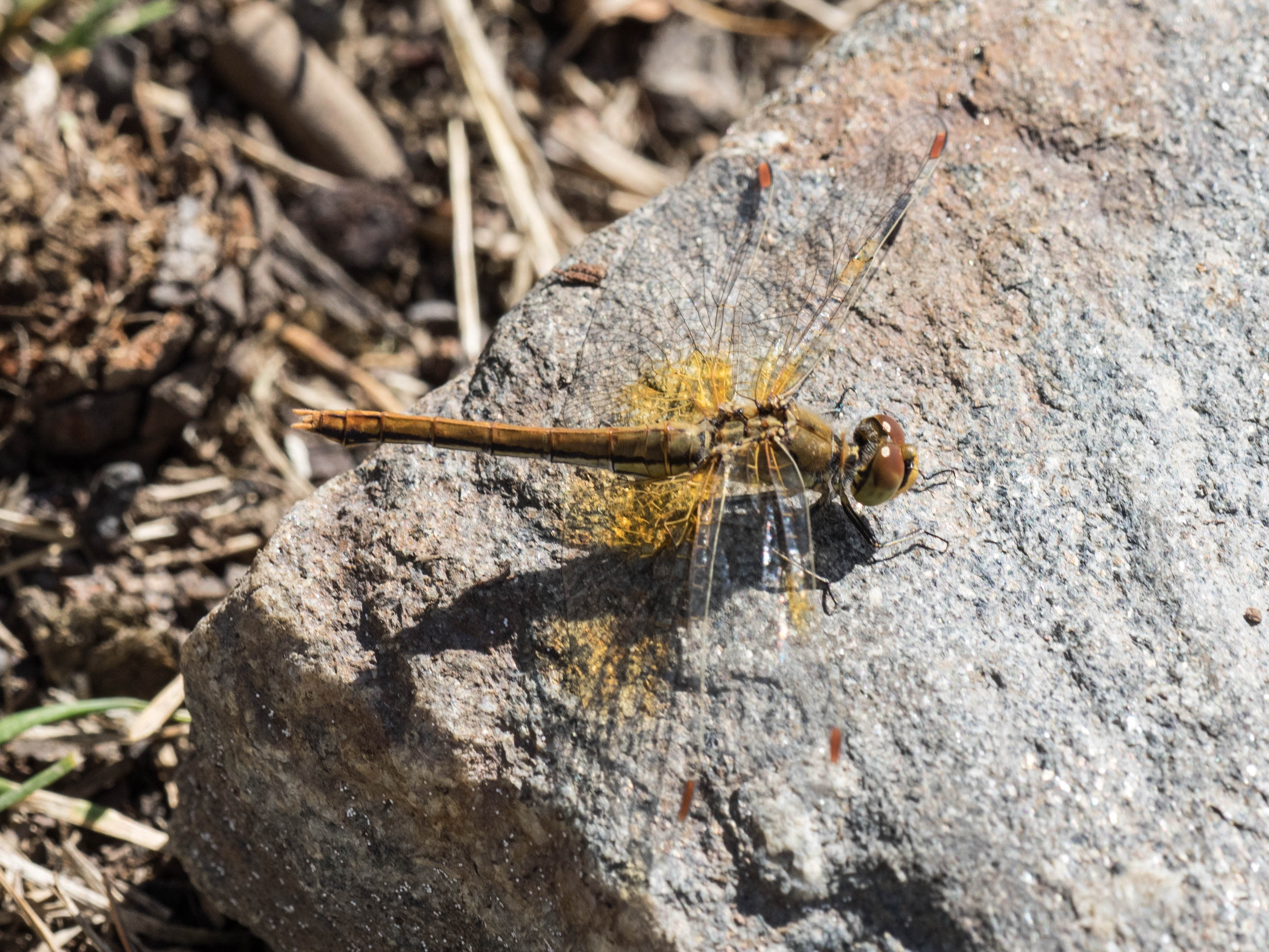 Image from Sympetrum flaveolum album