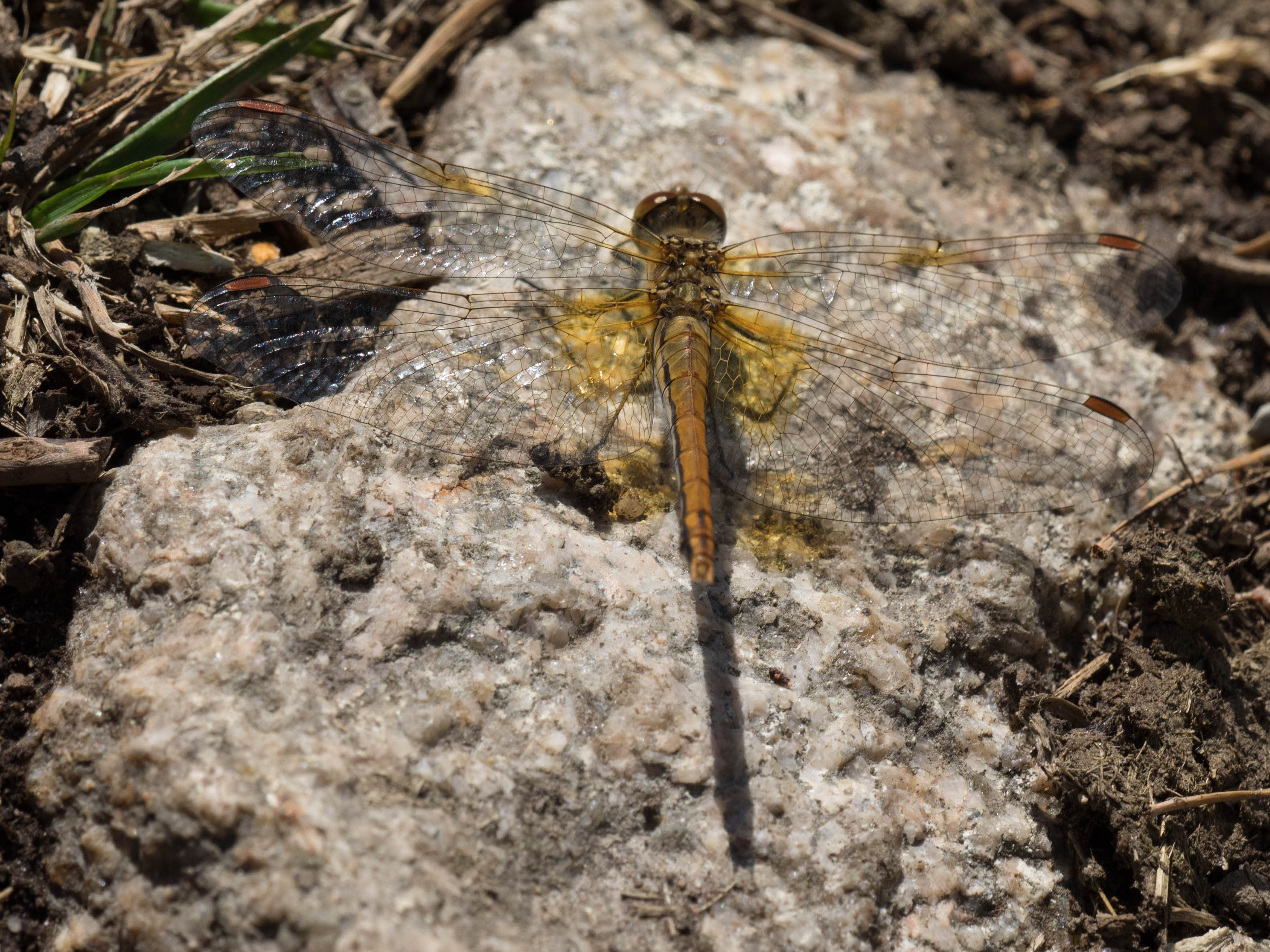 Image from Sympetrum flaveolum album