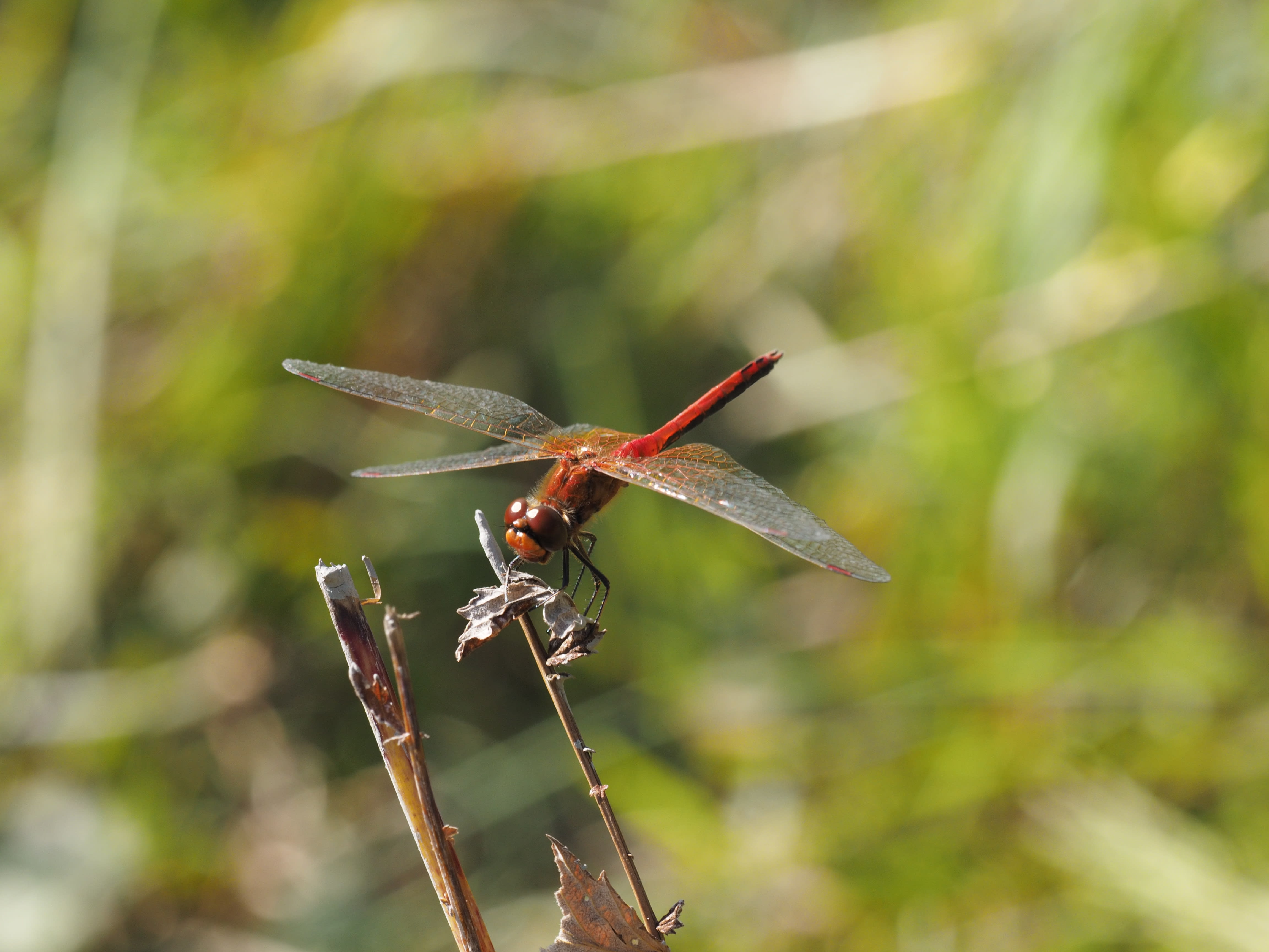 Image from Sympetrum flaveolum album