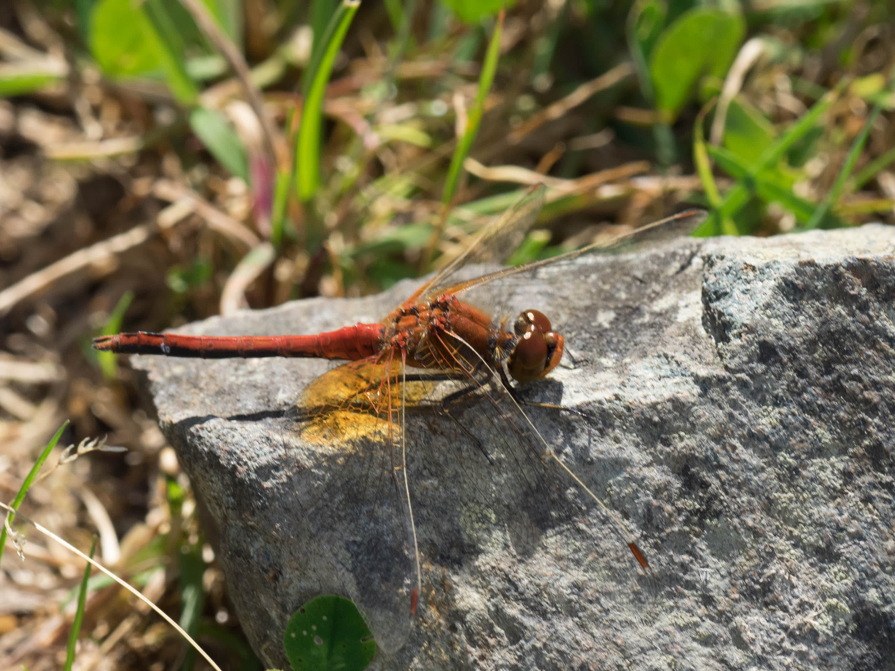 Image from Sympetrum flaveolum album