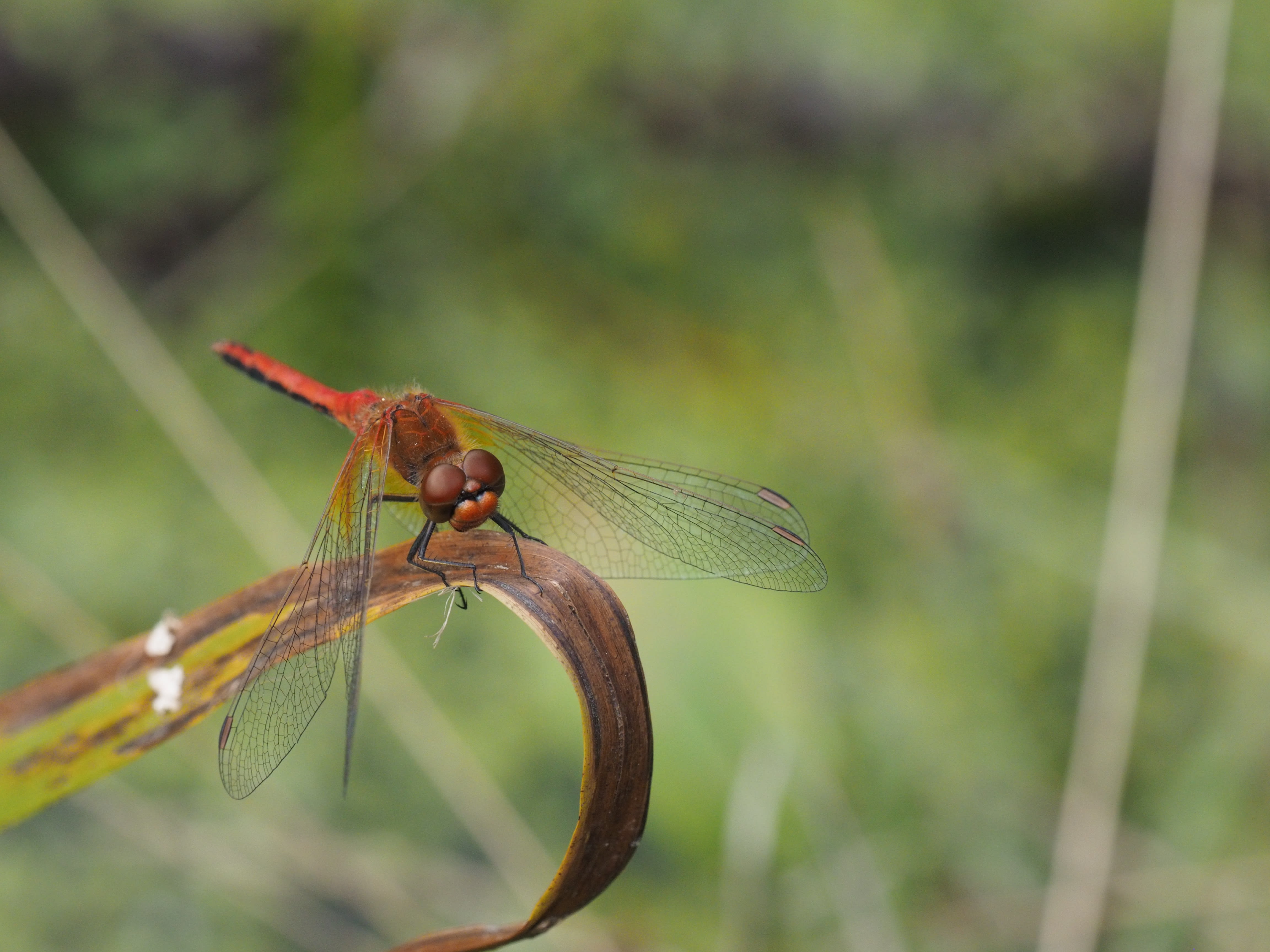 Image from Sympetrum flaveolum album