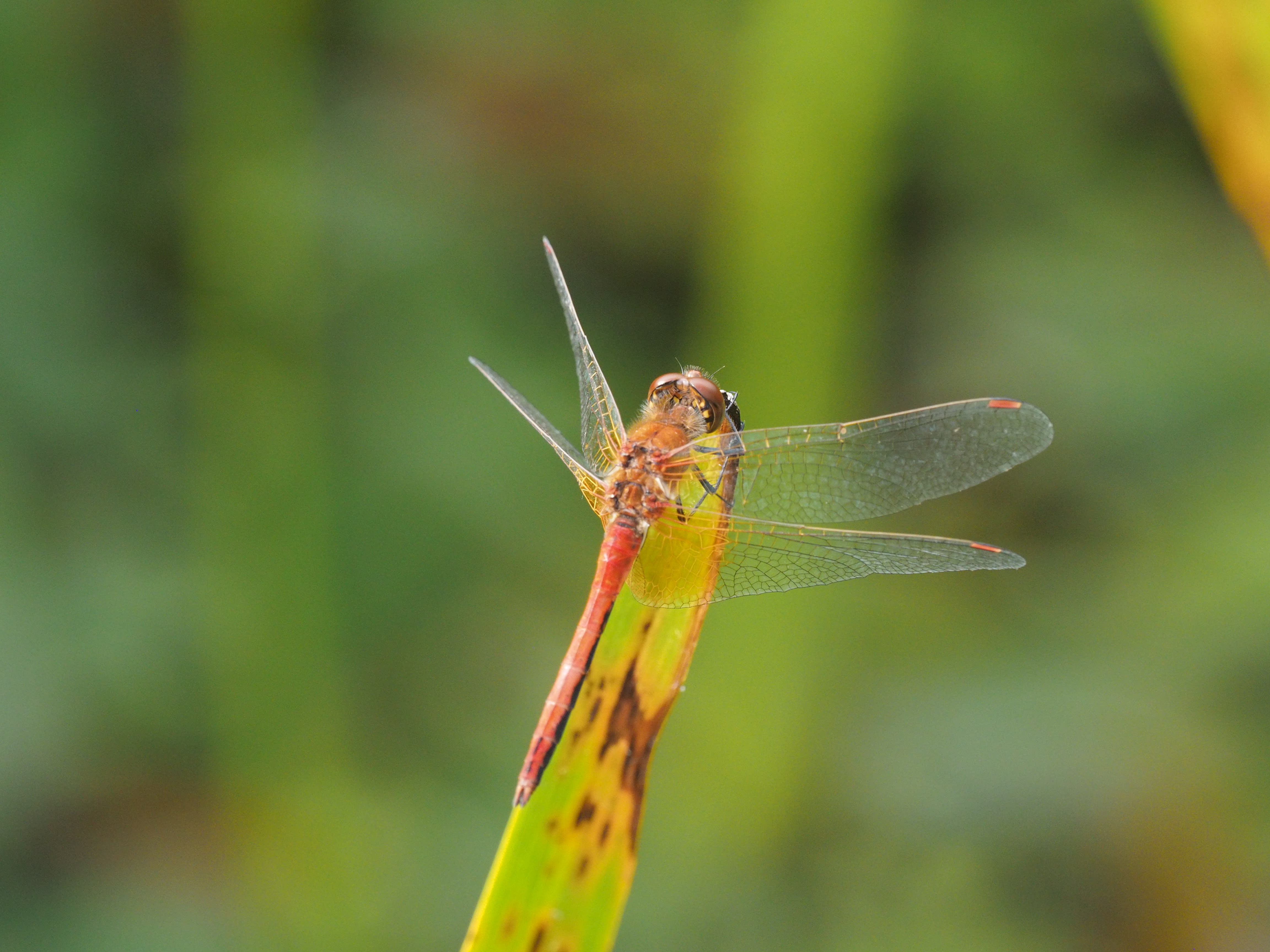 Image from Sympetrum flaveolum album