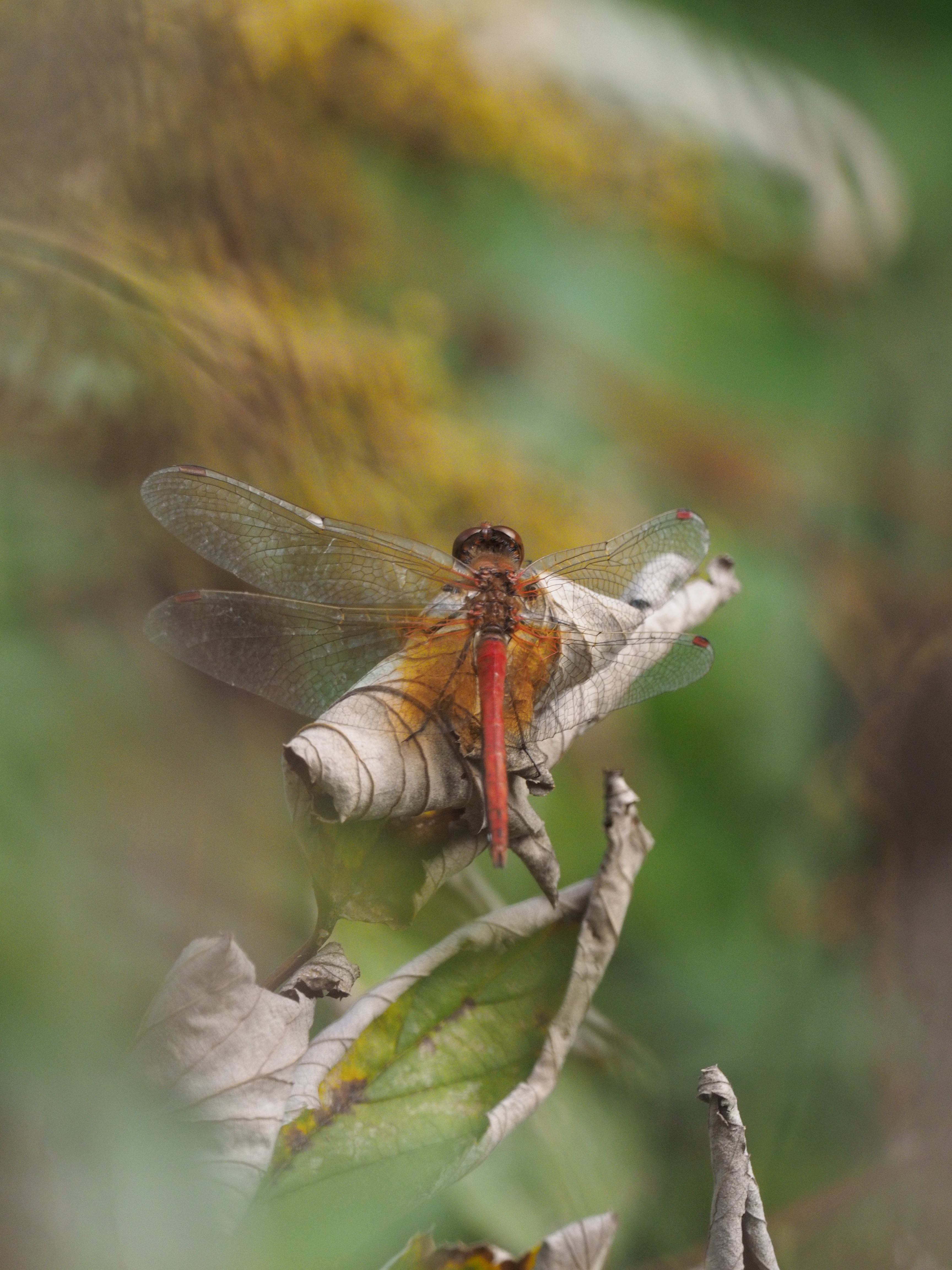 Image from Sympetrum flaveolum album
