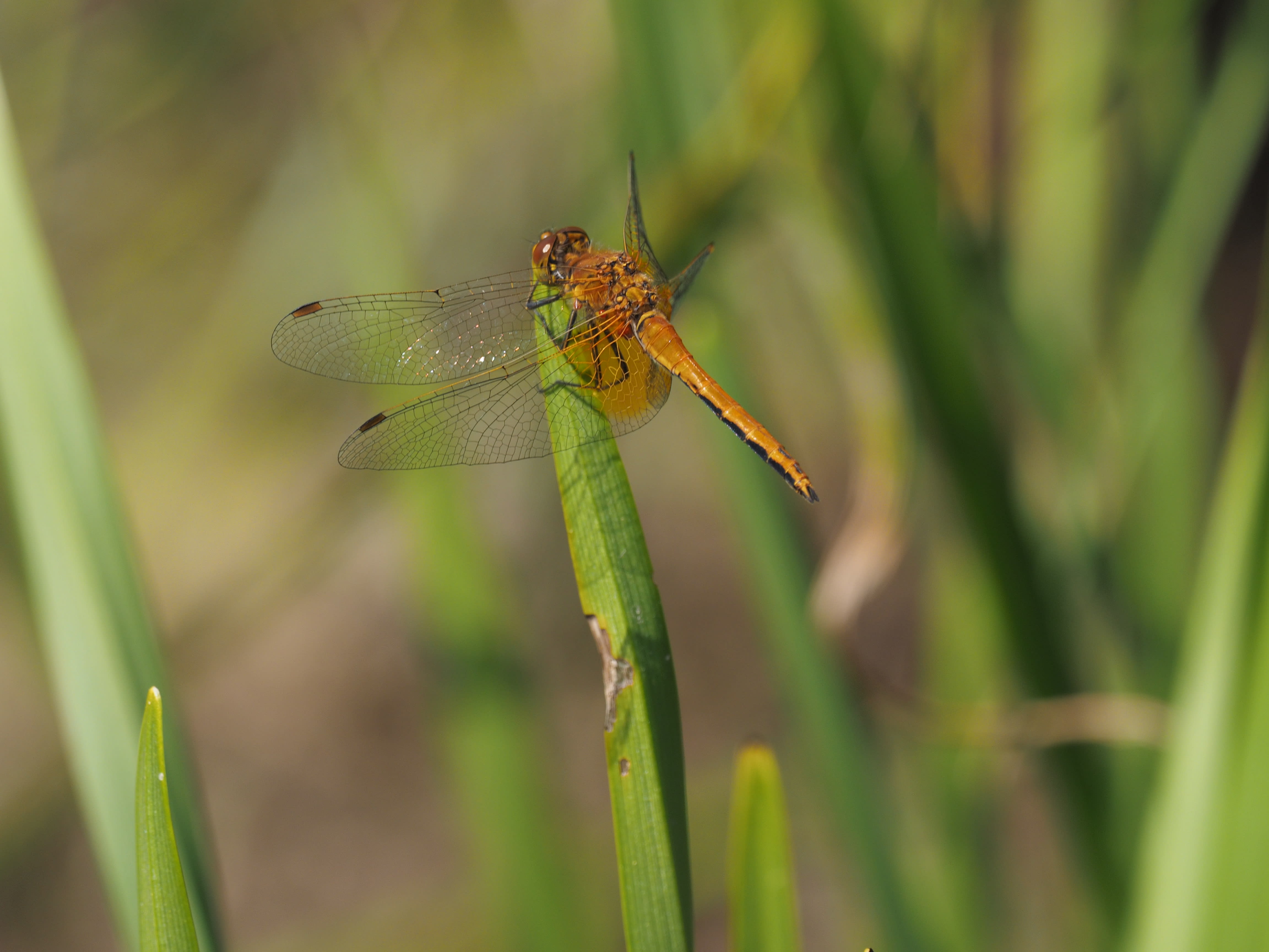 Image from Sympetrum flaveolum album