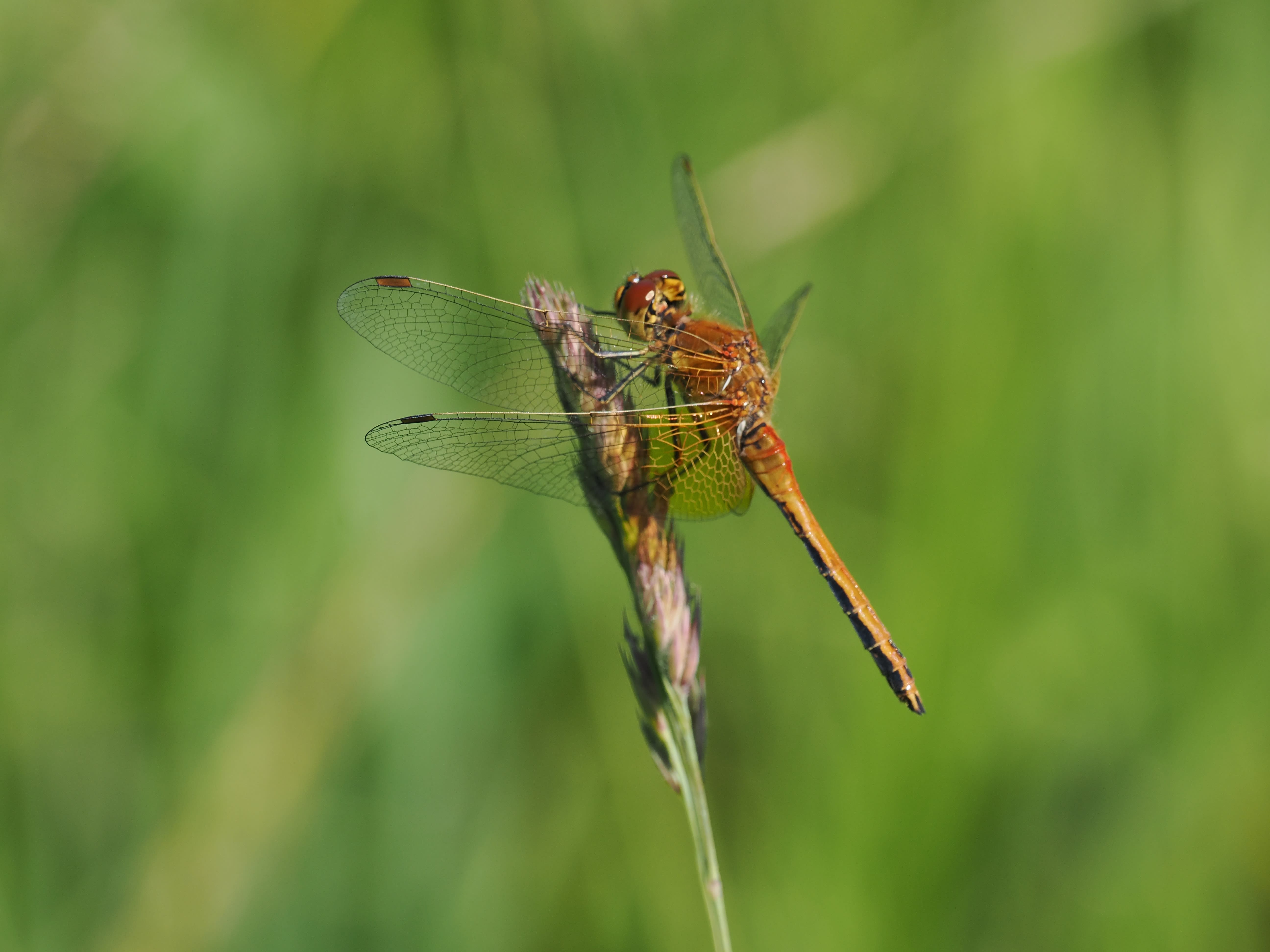 Image from Sympetrum flaveolum album