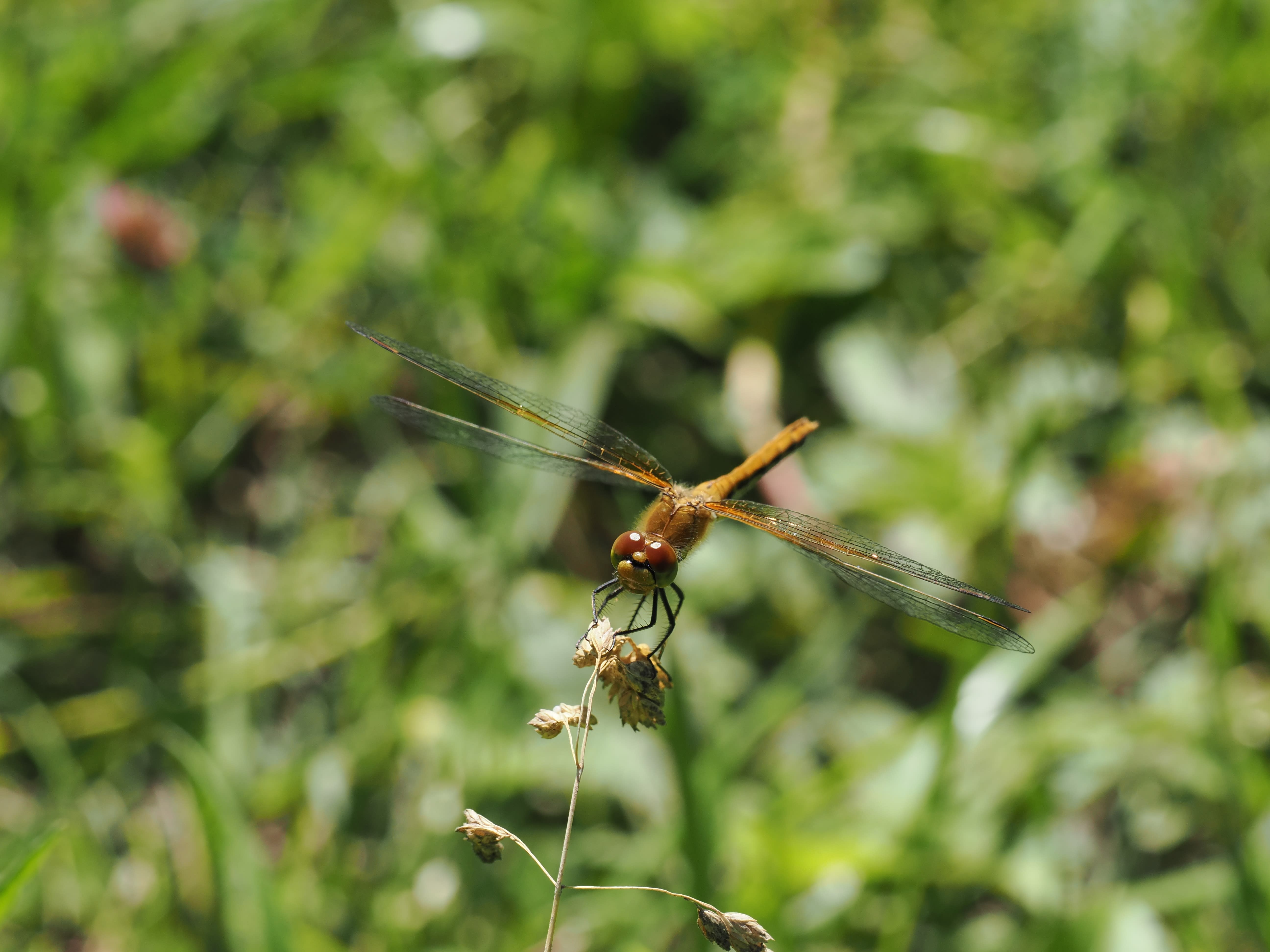 Image from Sympetrum flaveolum album