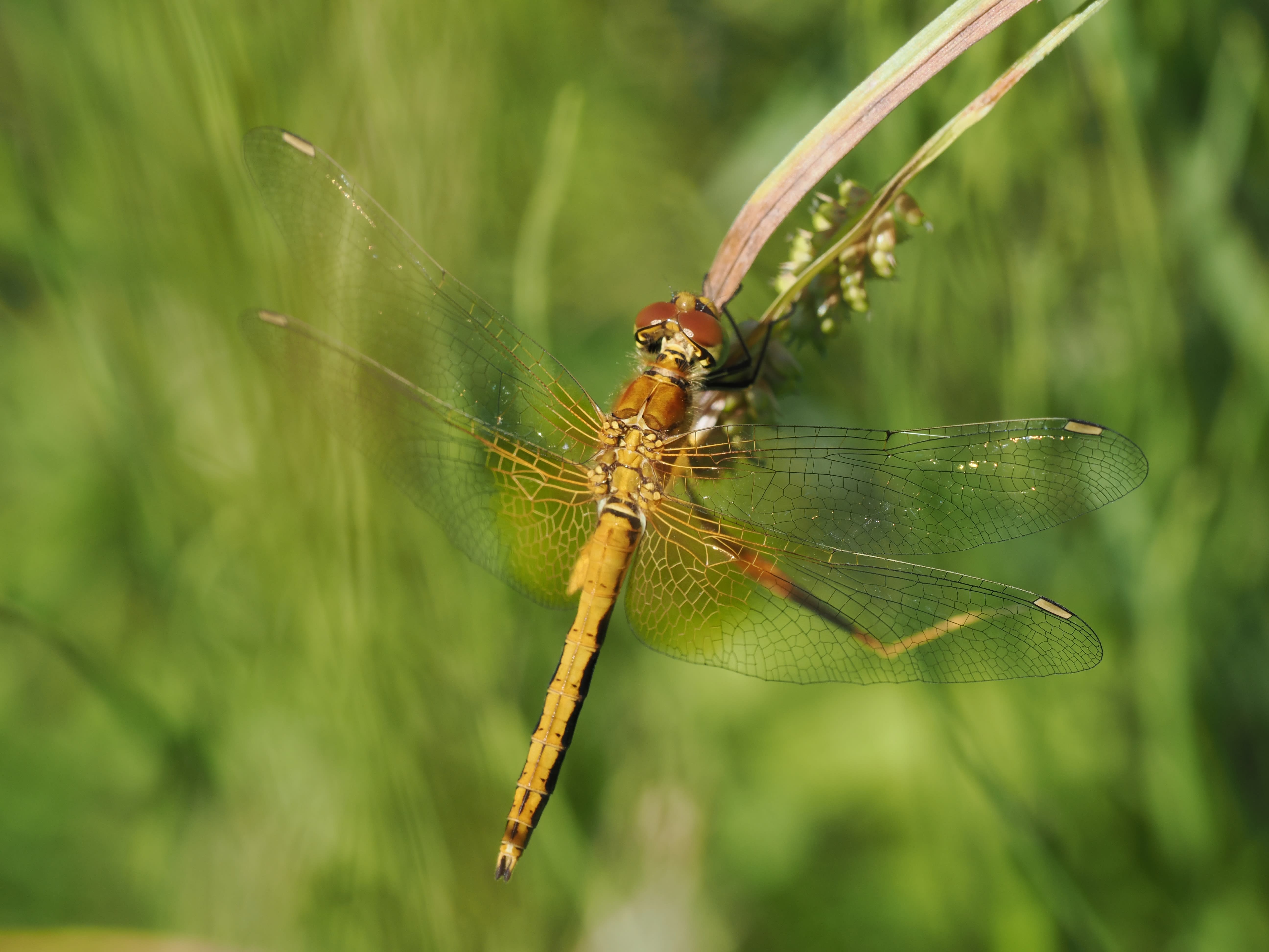 Image from Sympetrum flaveolum album