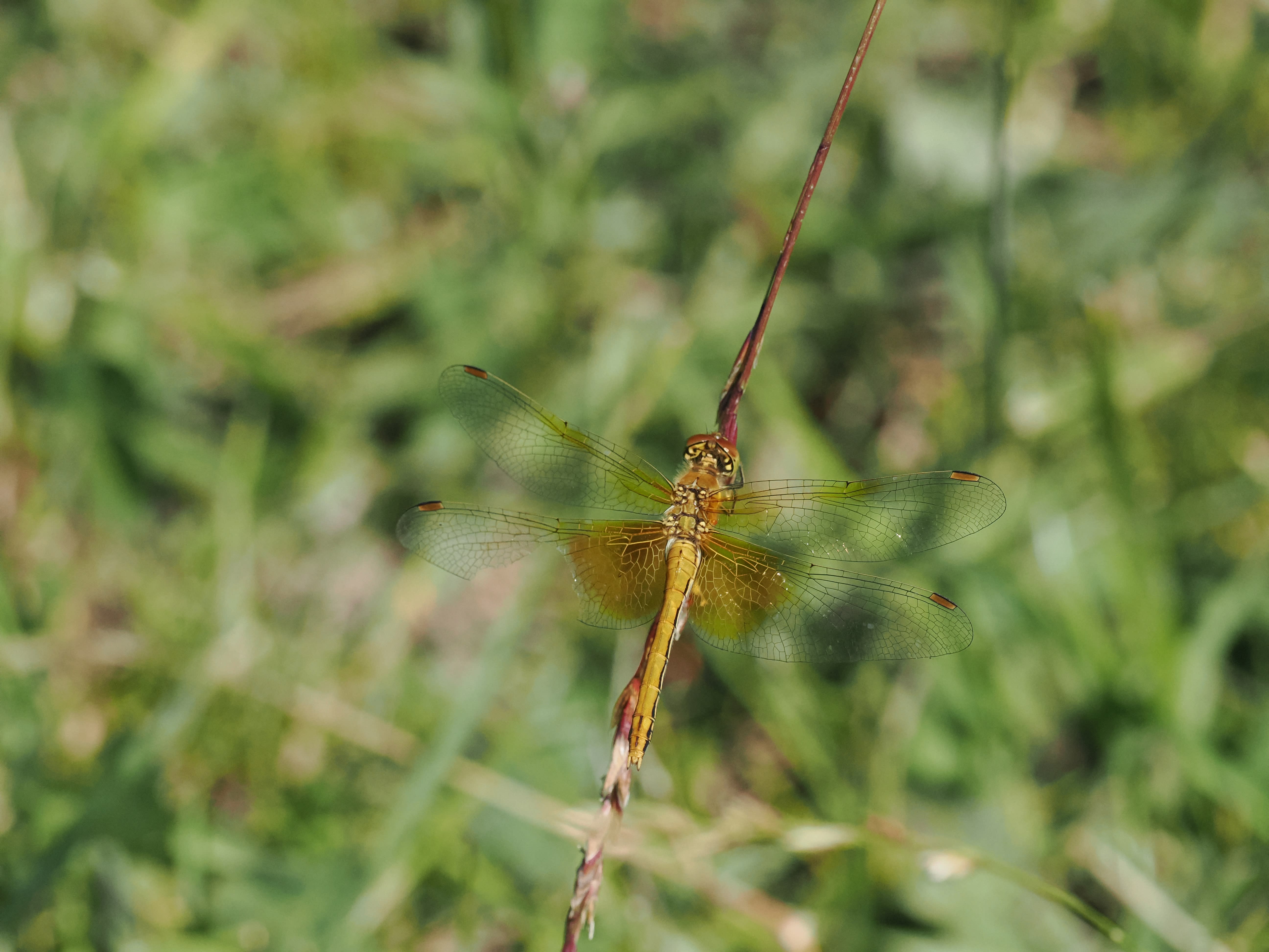 Image from Sympetrum flaveolum album