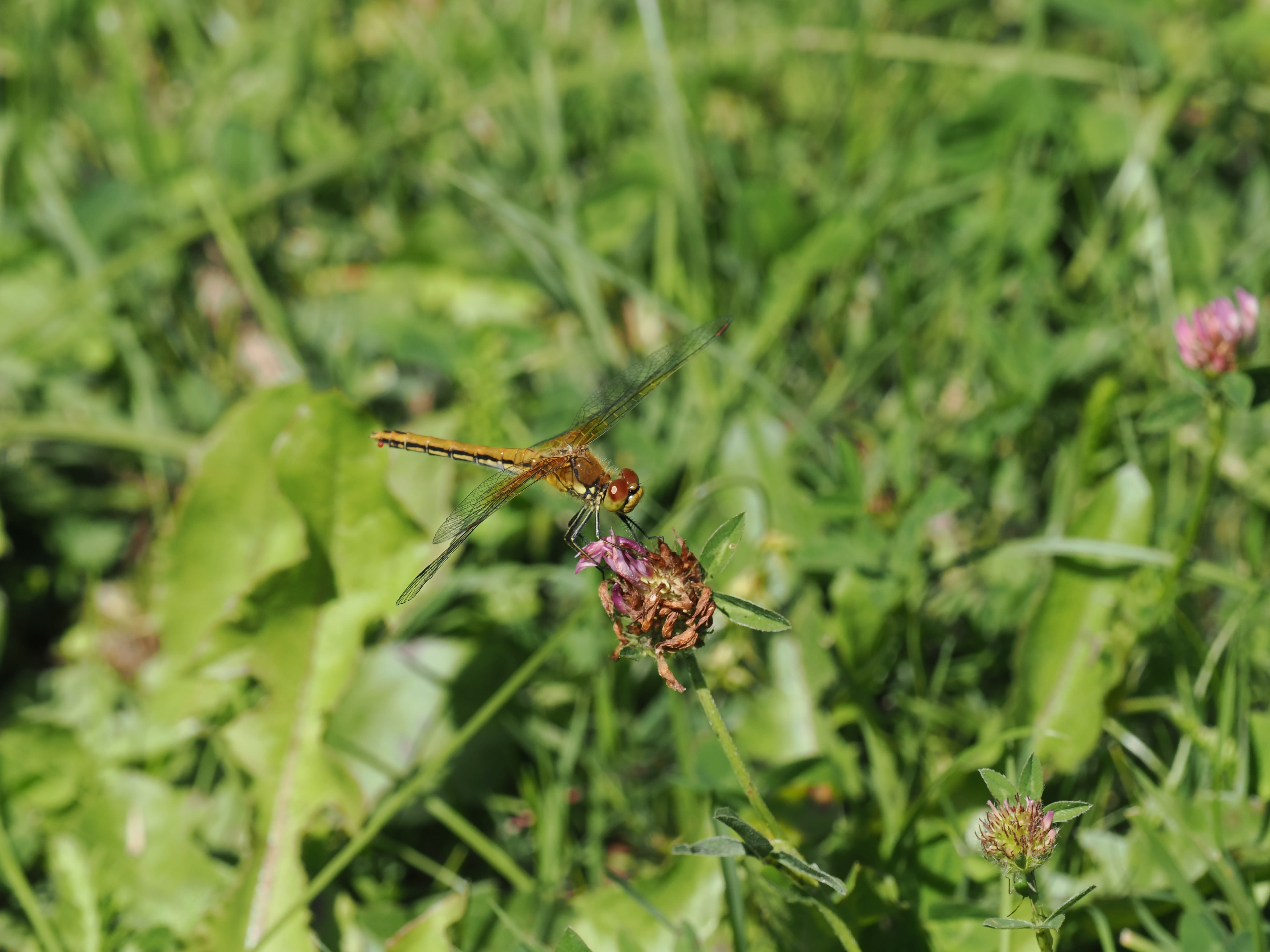 Image from Sympetrum flaveolum album