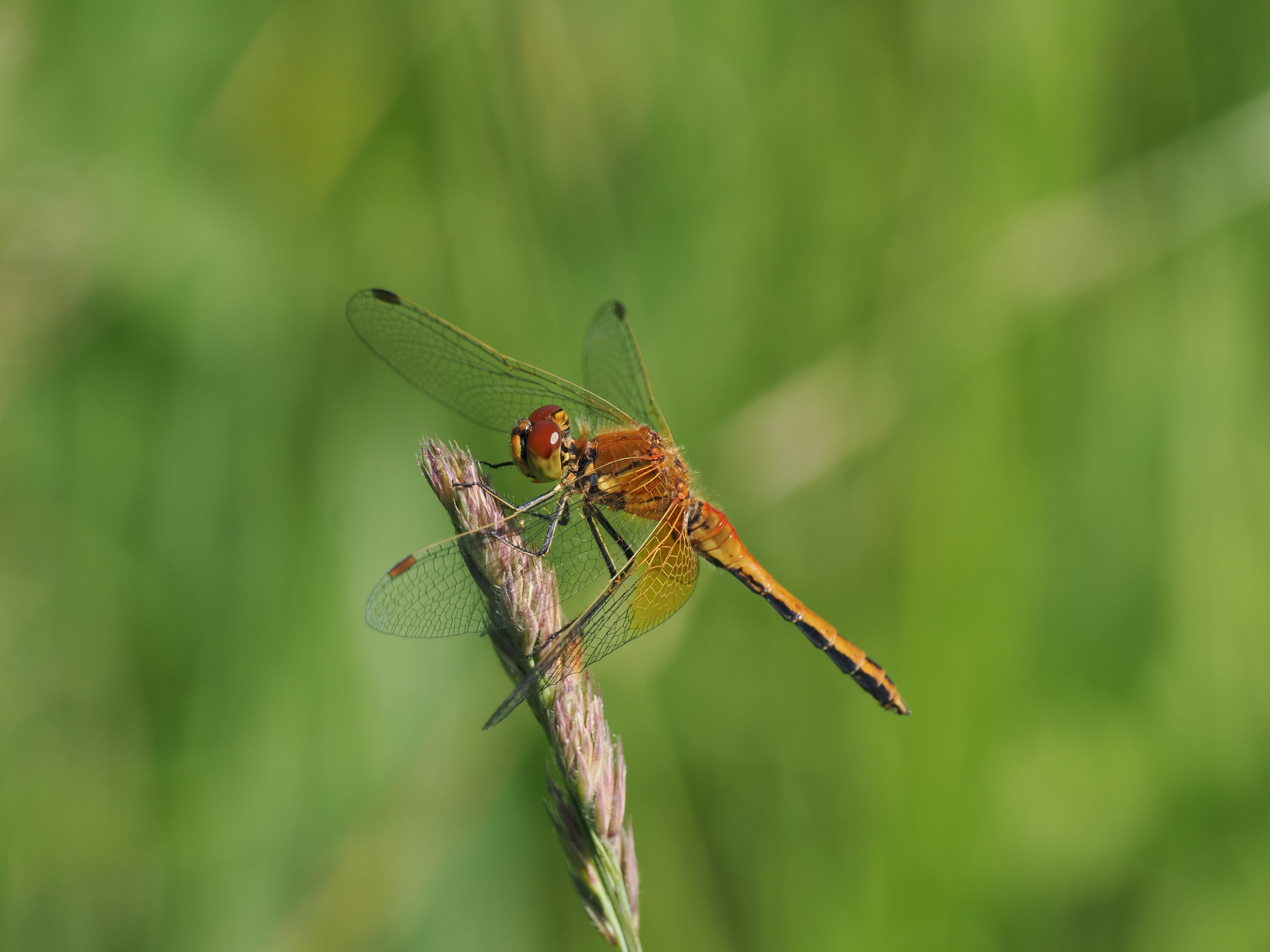 Image from Sympetrum flaveolum album
