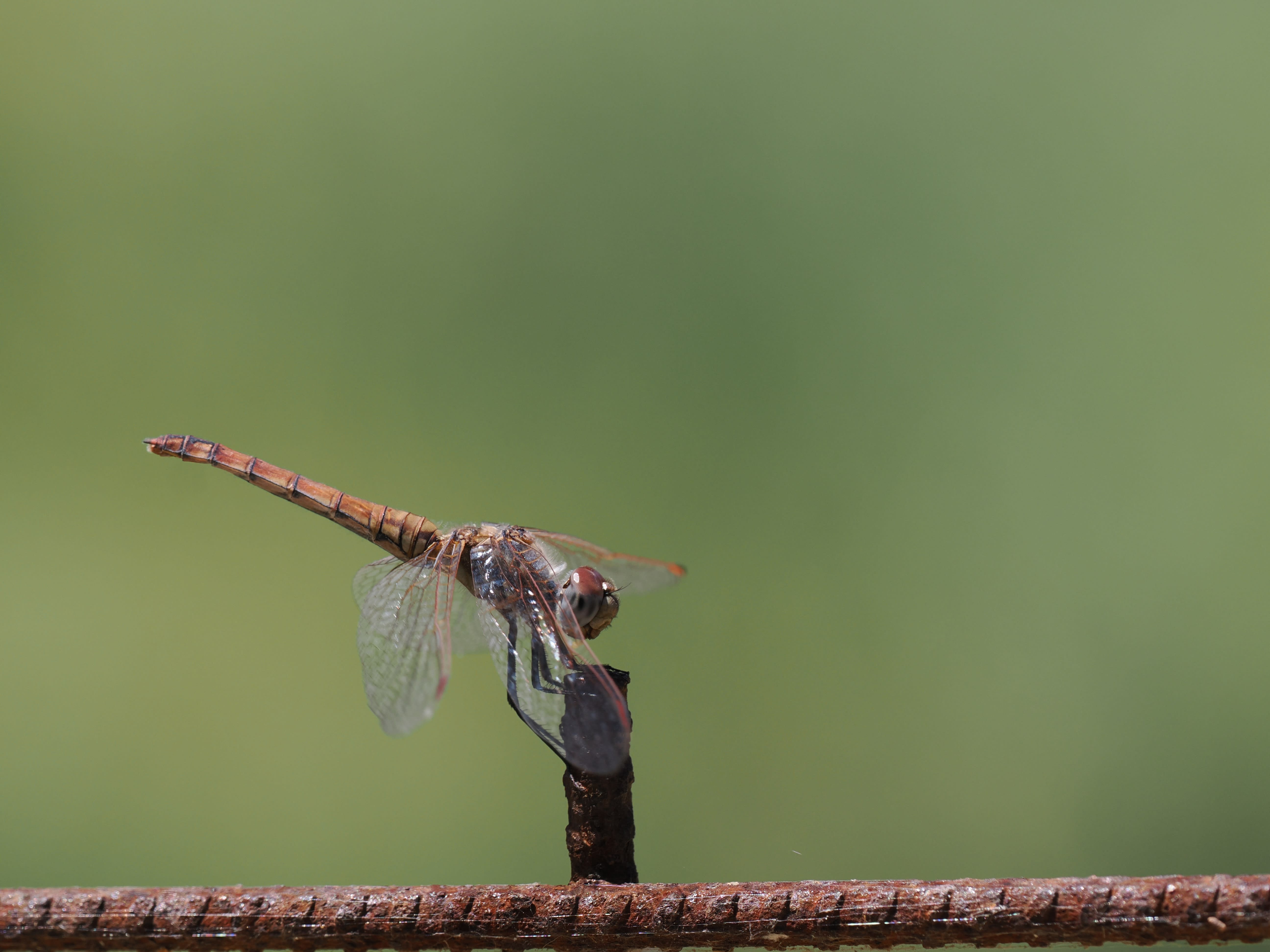 Image from Sympetrum fonscolombii album
