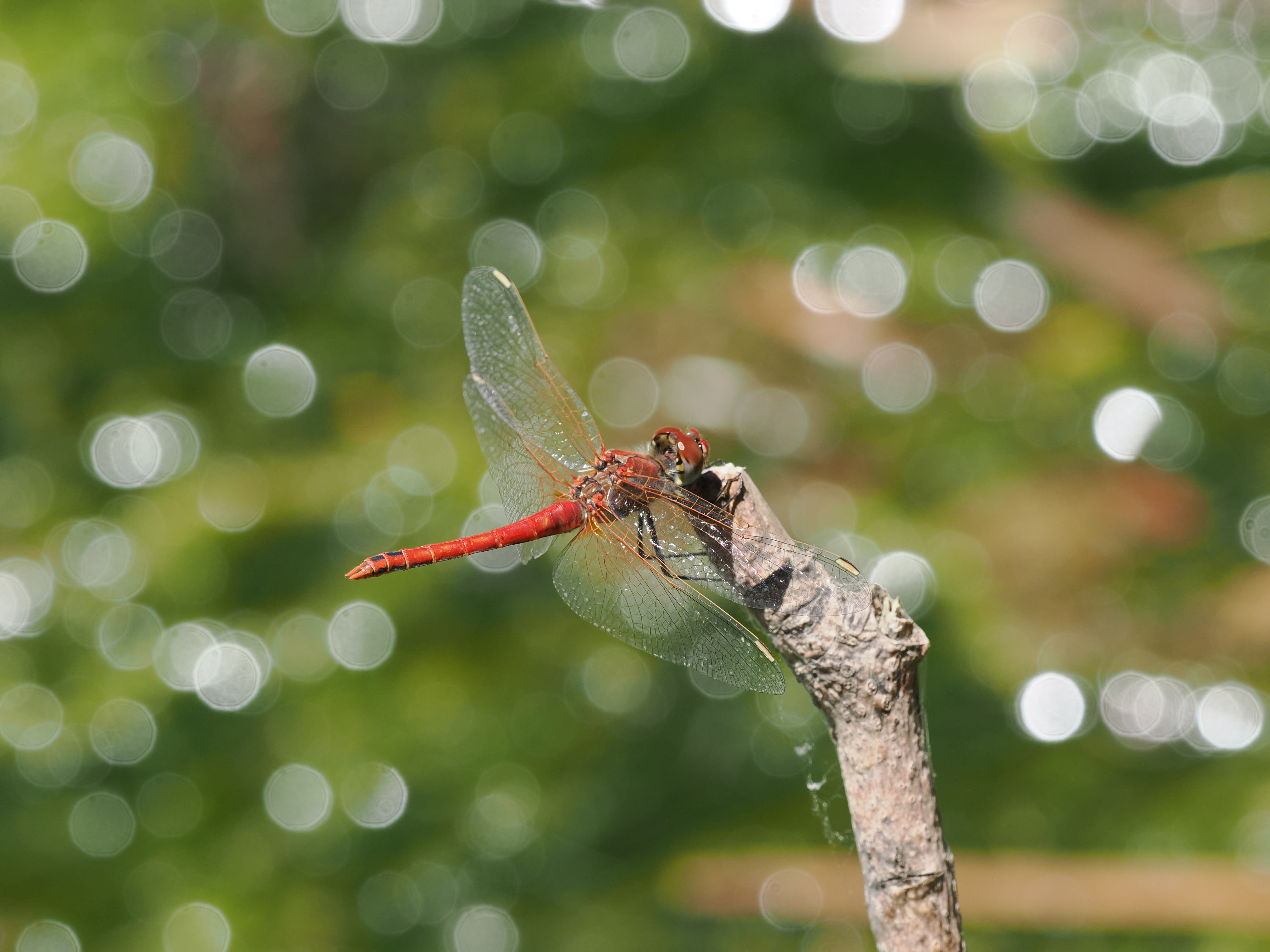 Image from Sympetrum fonscolombii album