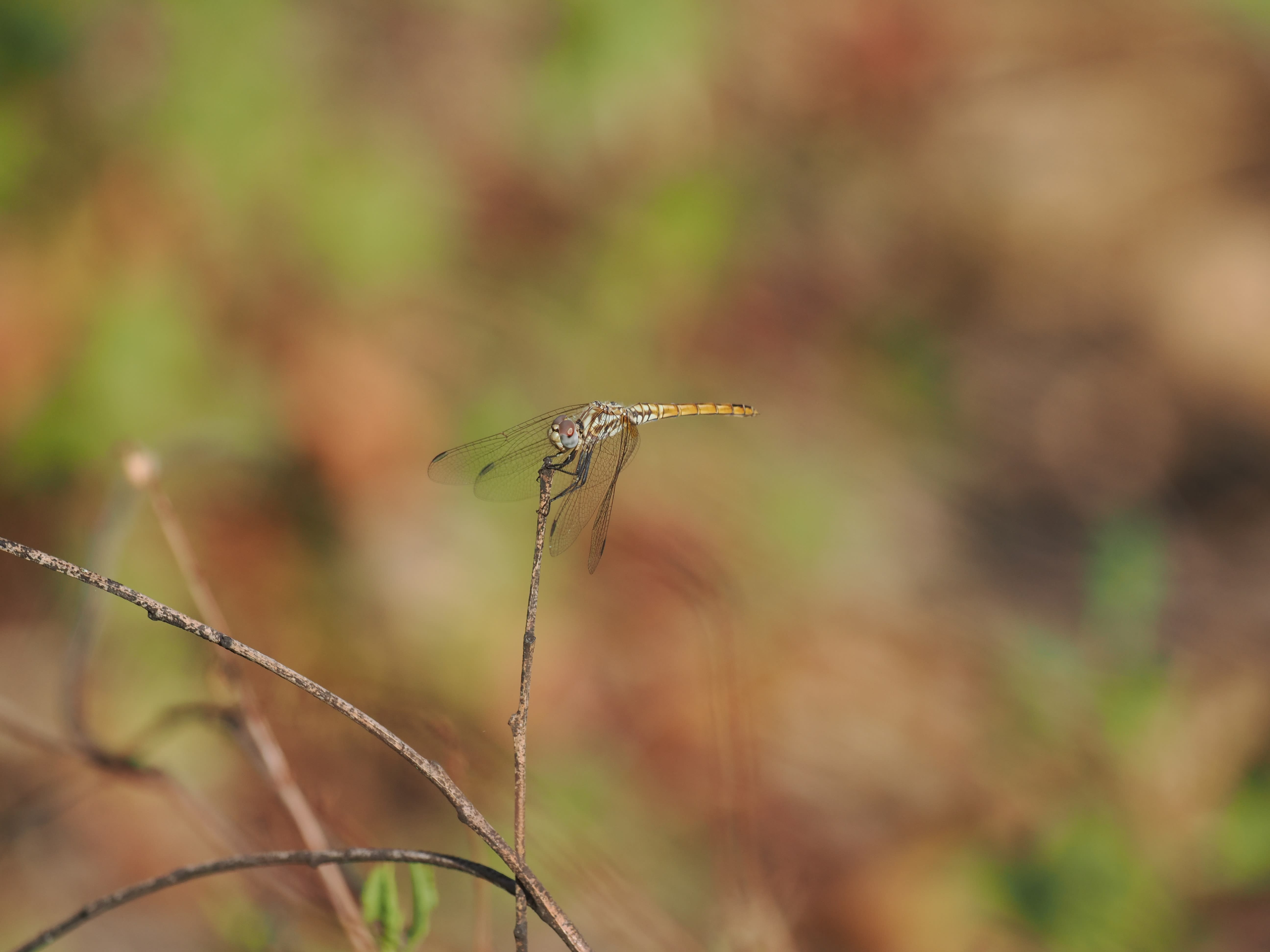 Image from Sympetrum fonscolombii album