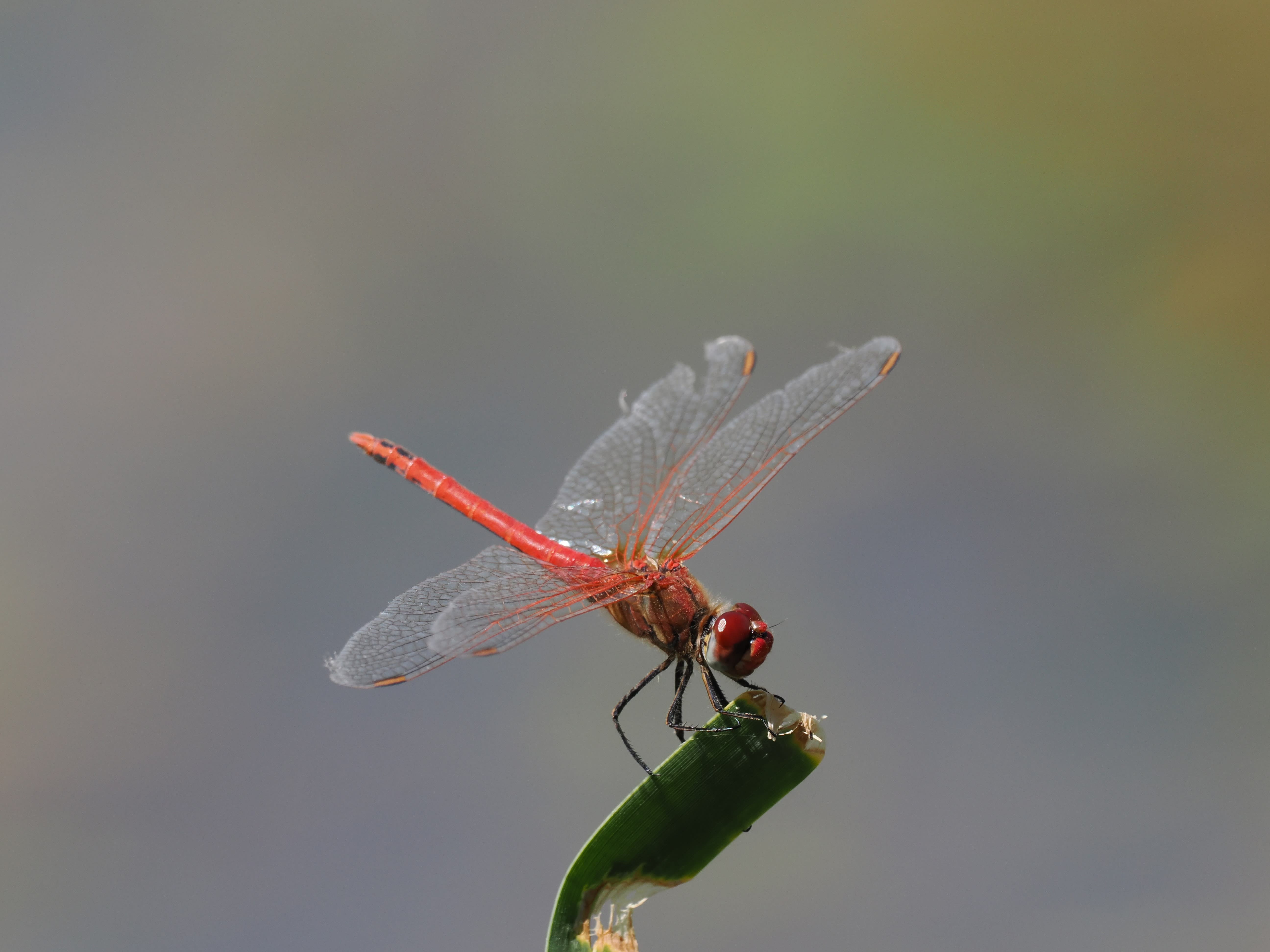 Image from Sympetrum fonscolombii album