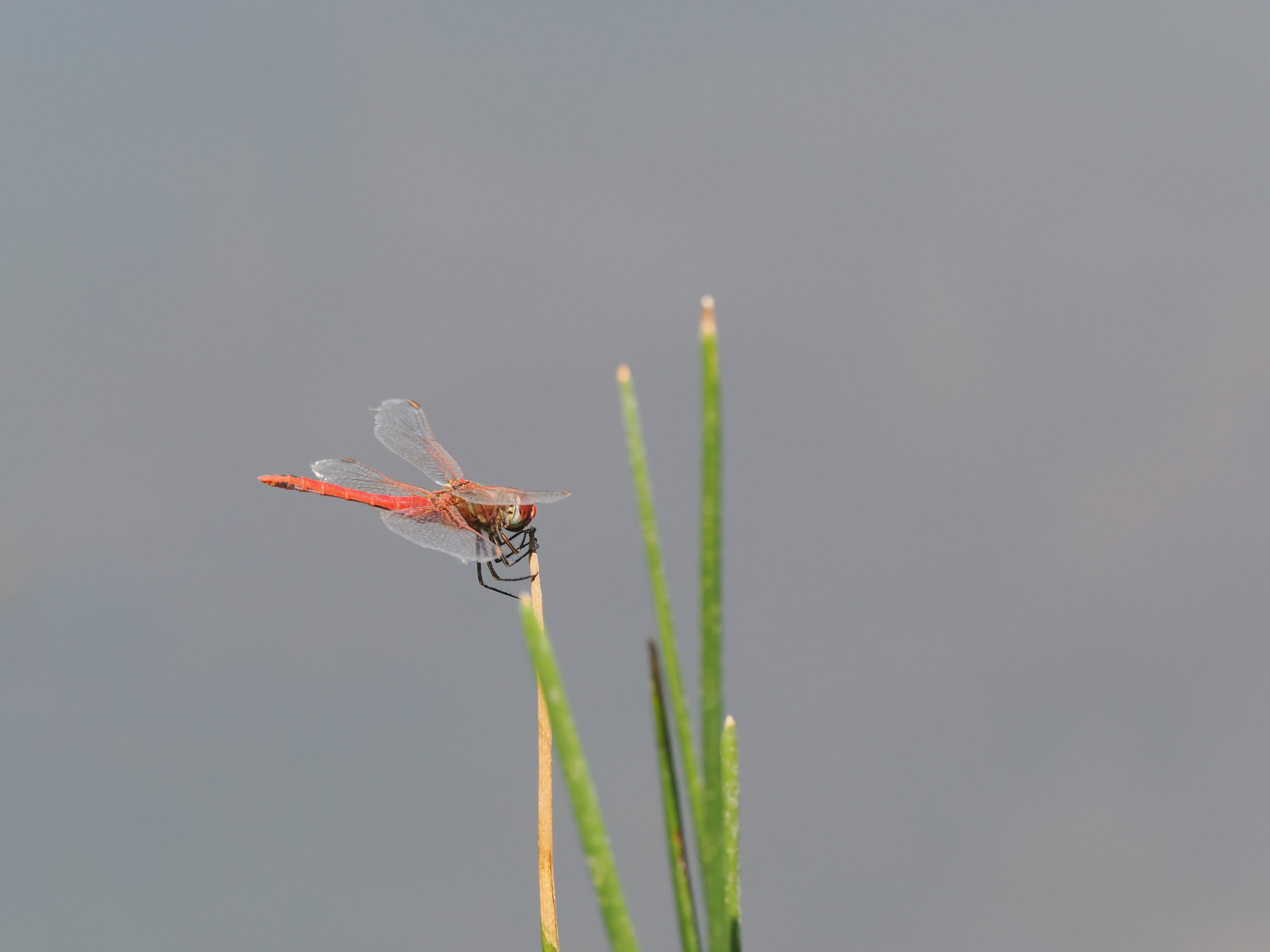 Image from Sympetrum fonscolombii album