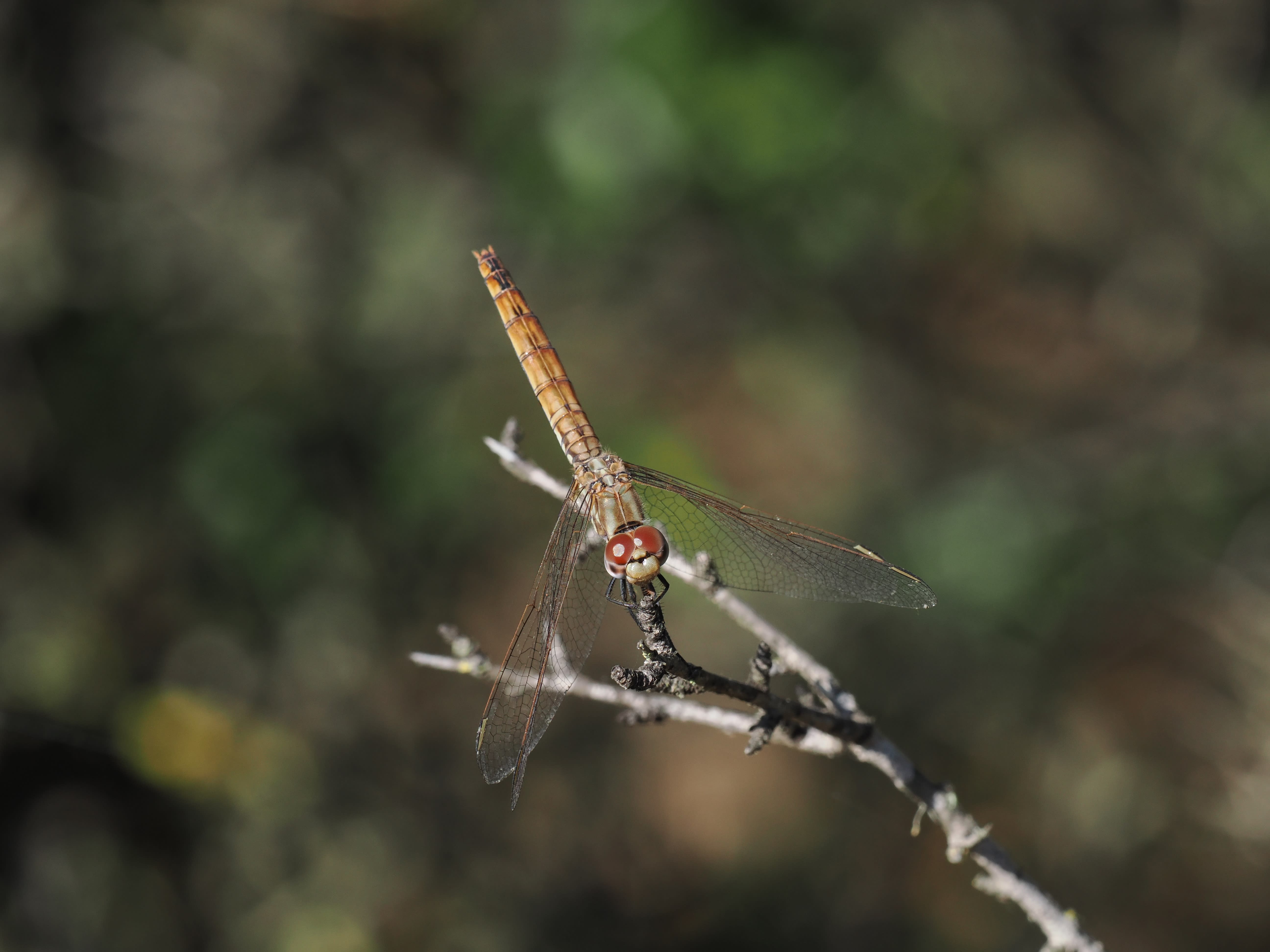 Image from Sympetrum fonscolombii album