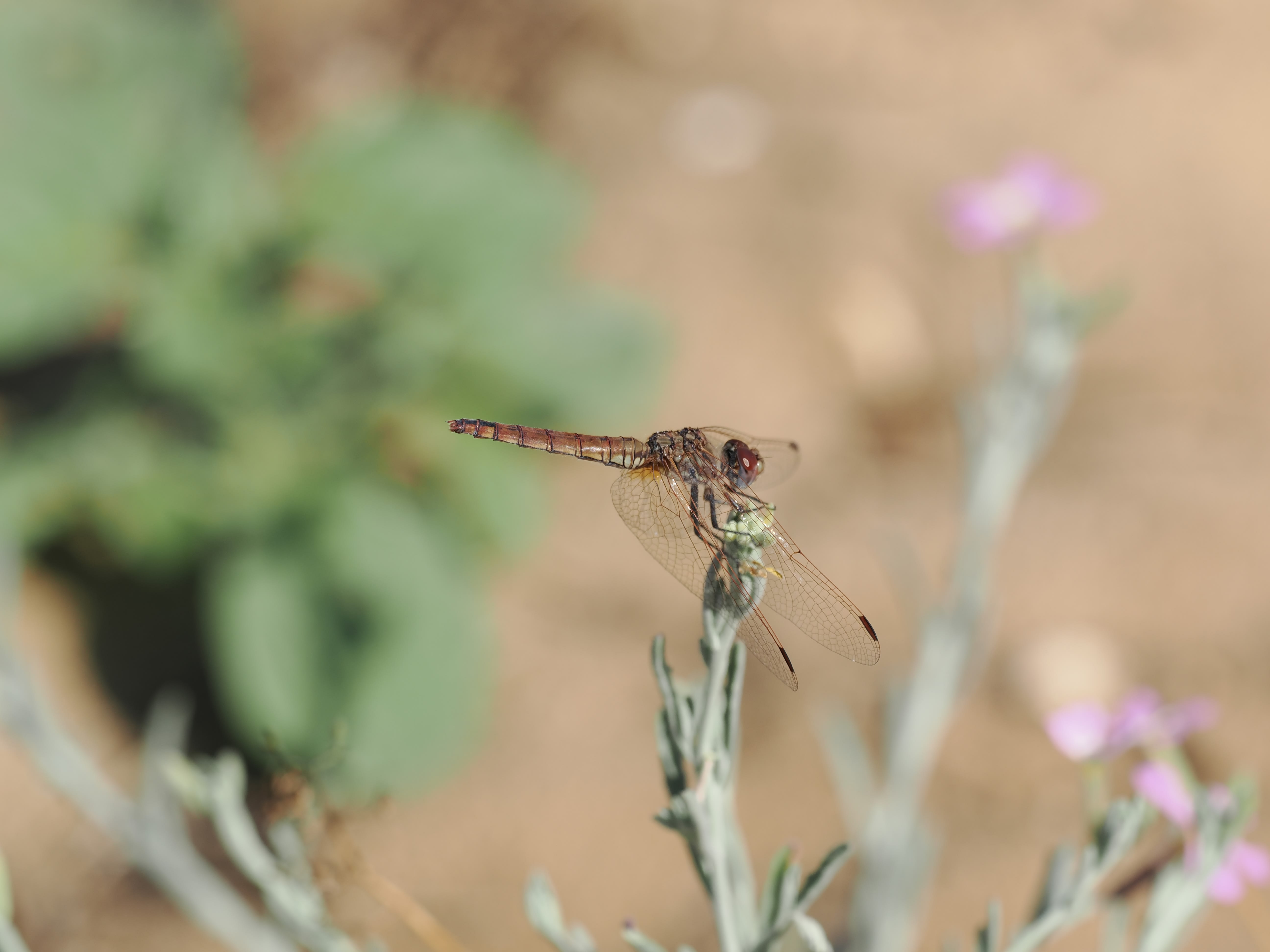 Image from Sympetrum fonscolombii album