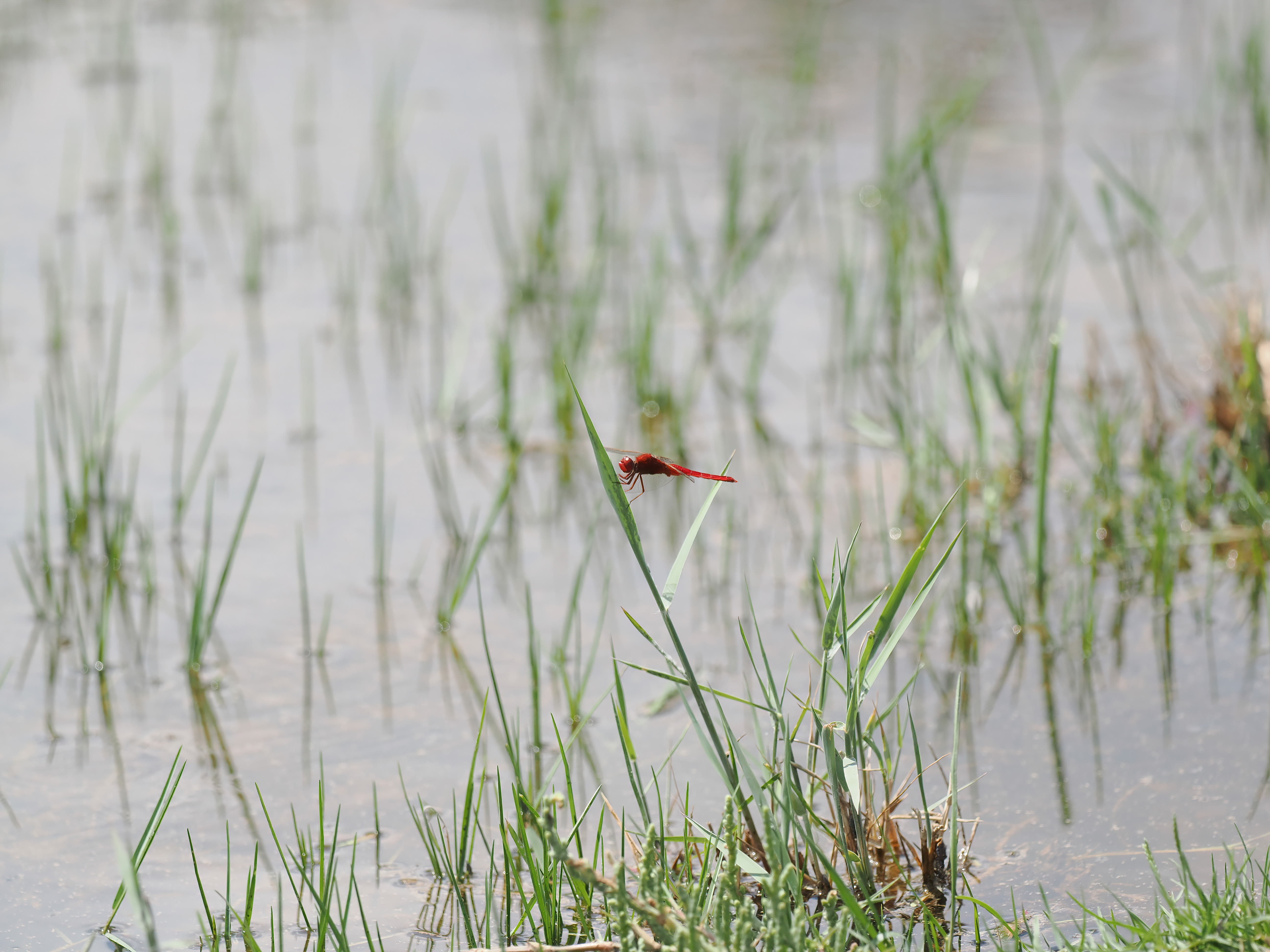 Image from Sympetrum fonscolombii album