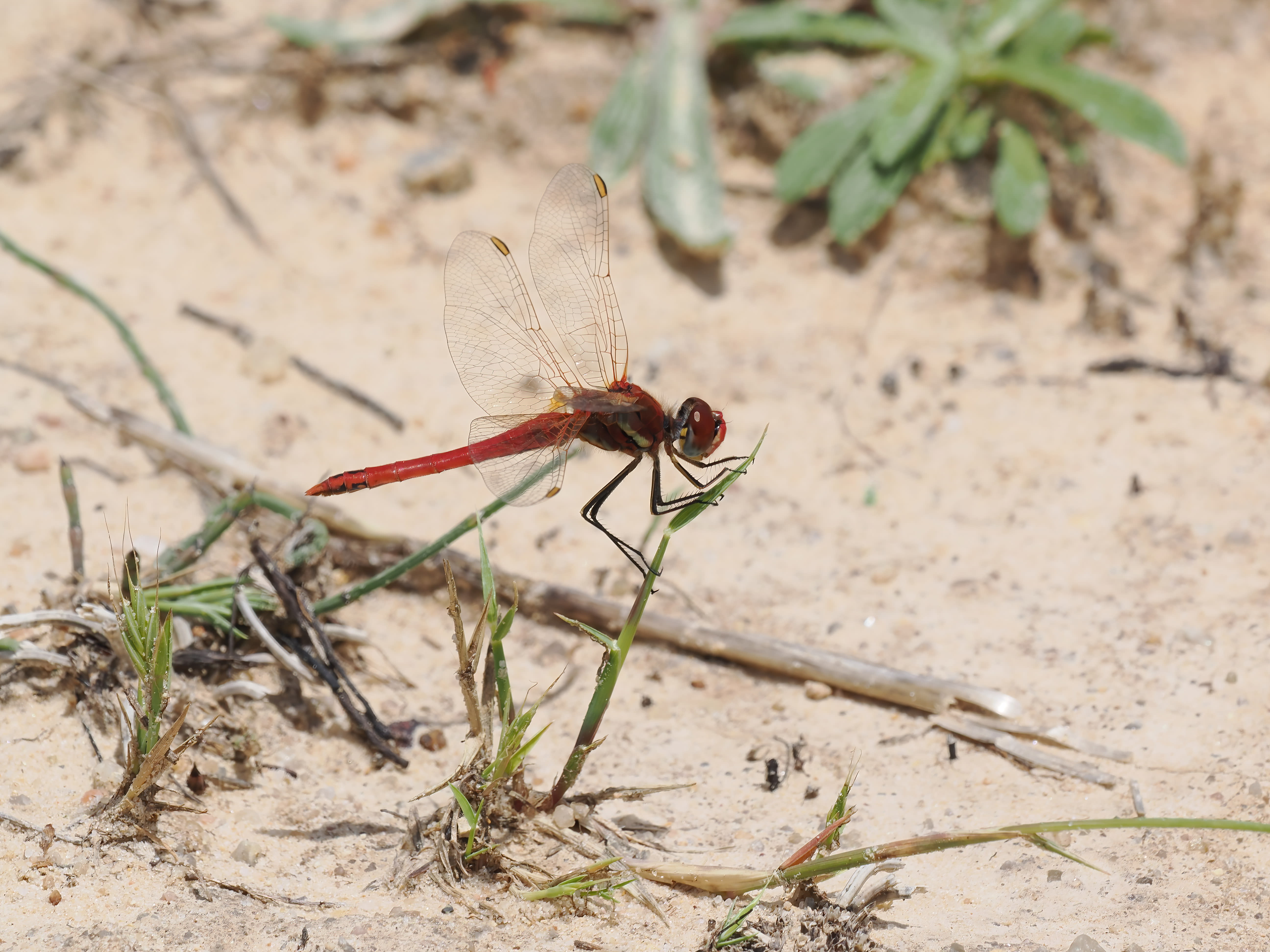 Image from Sympetrum fonscolombii album