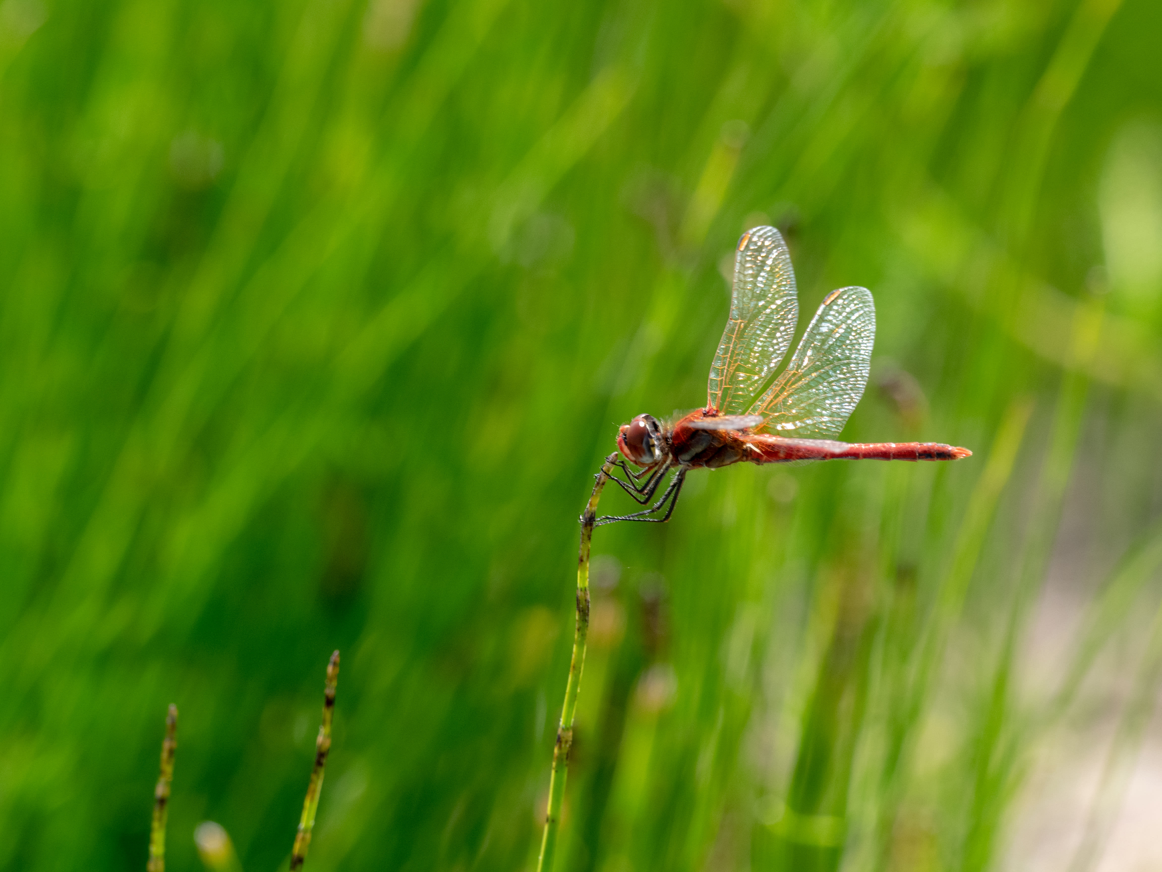 Image from Sympetrum fonscolombii album