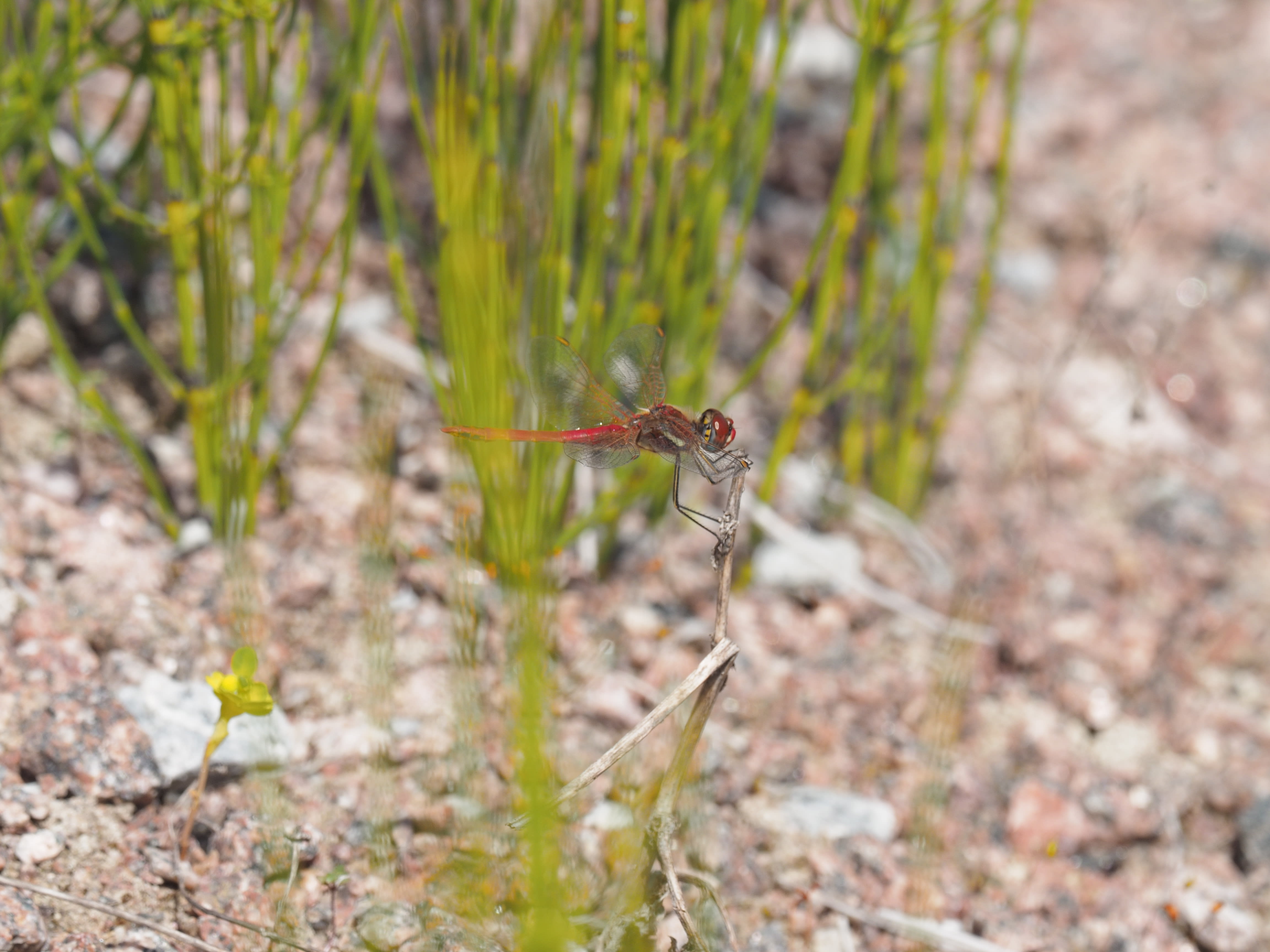 Image from Sympetrum fonscolombii album