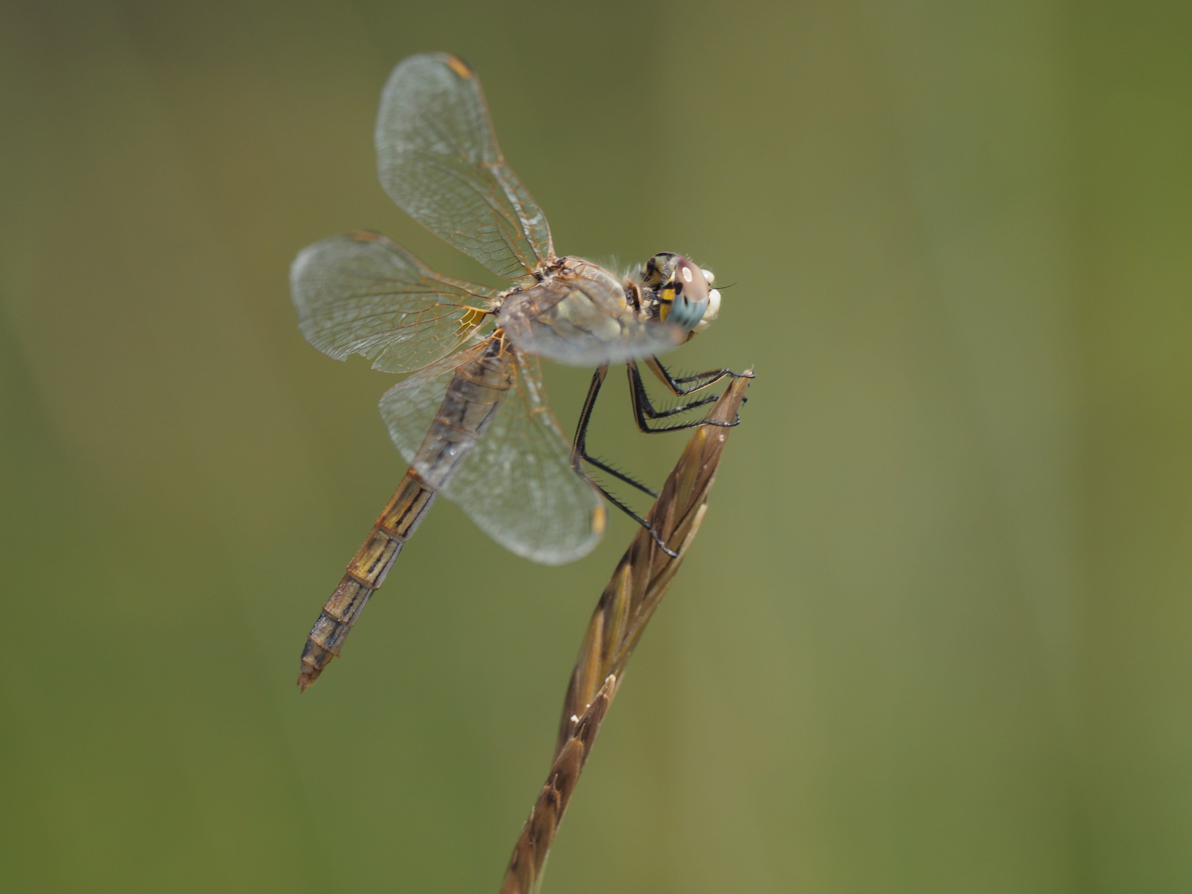 Image from Sympetrum fonscolombii album
