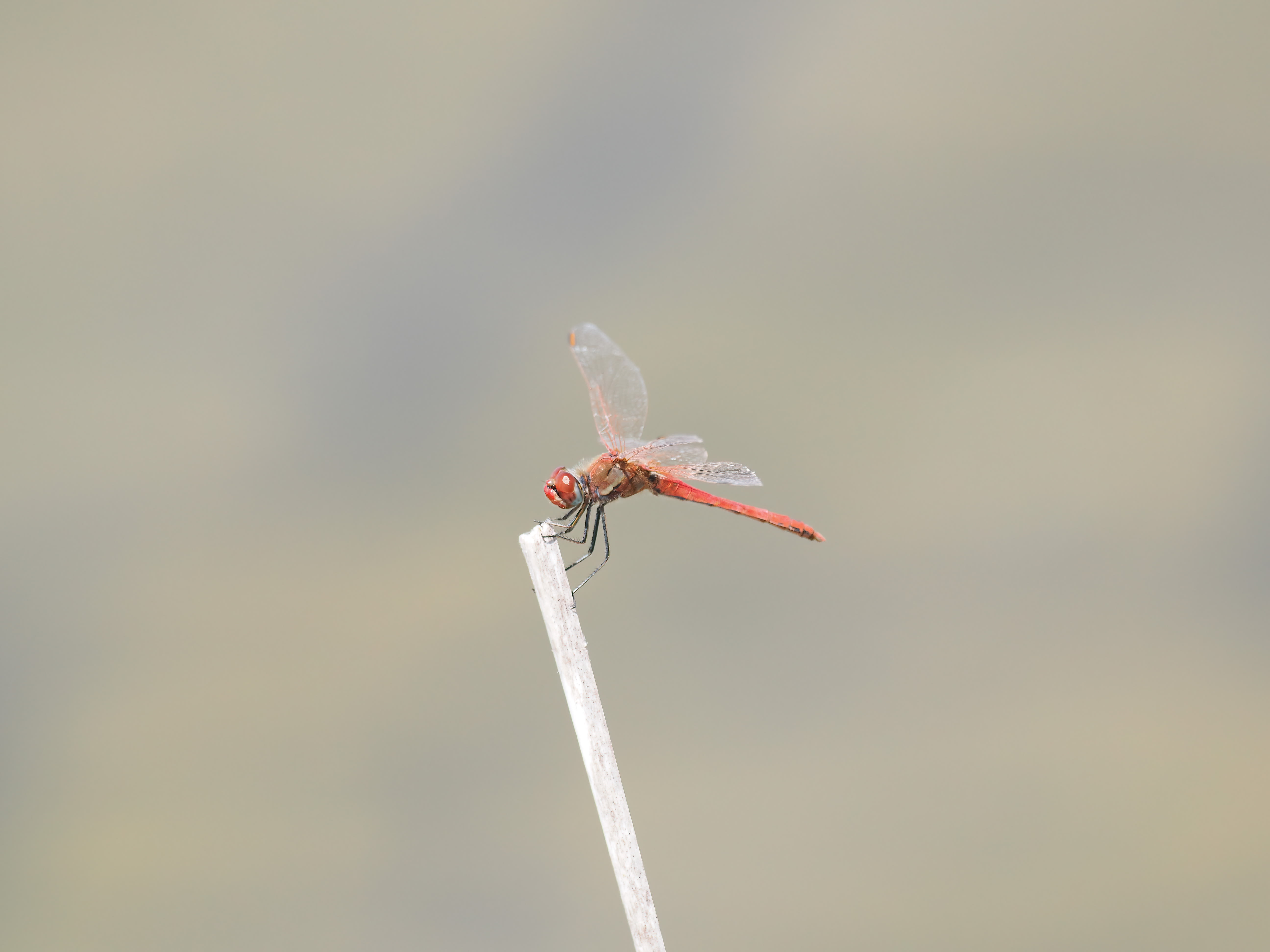 Image from Sympetrum fonscolombii album