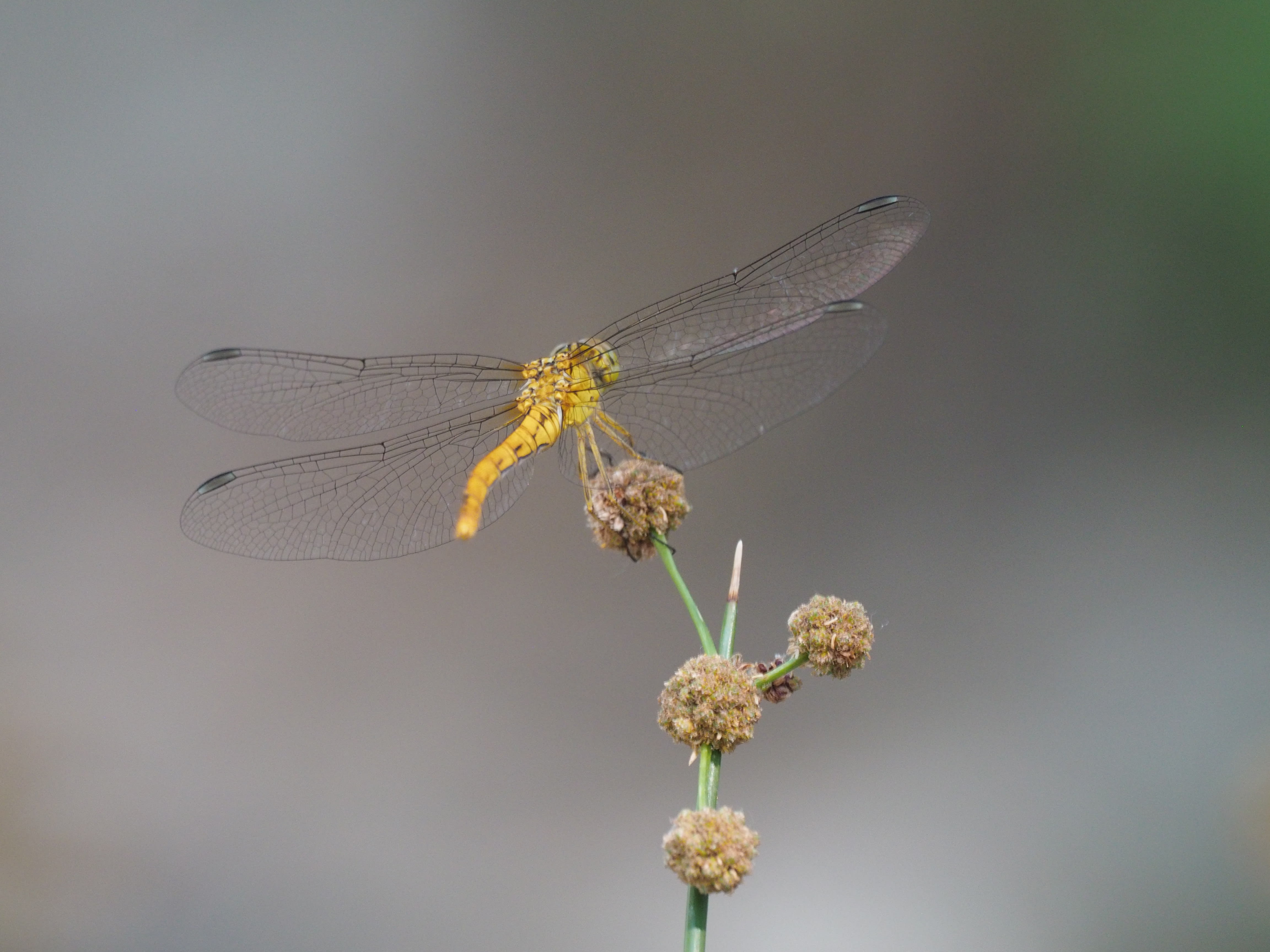 Image from Sympetrum meridionale album