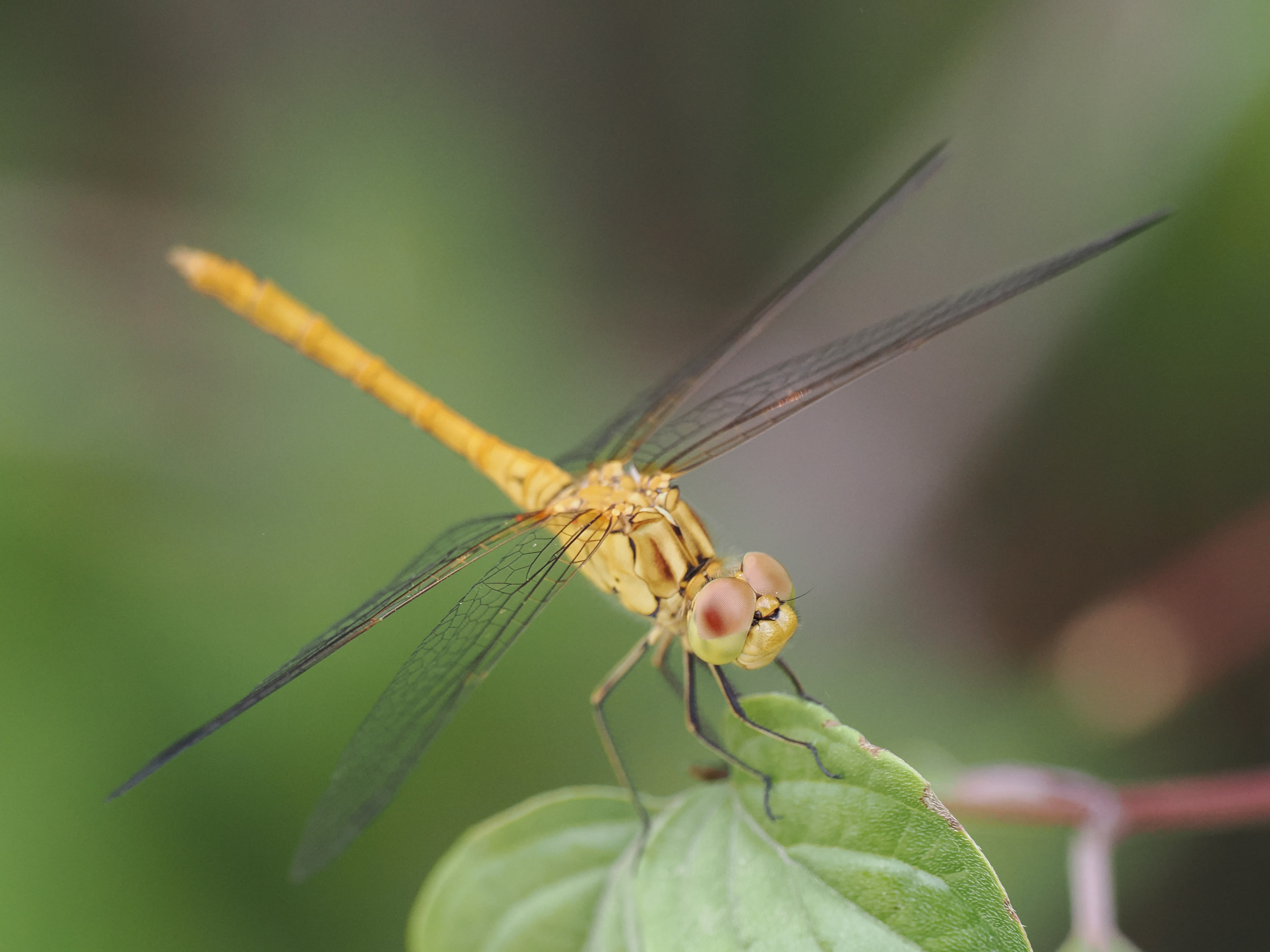 Image from Sympetrum meridionale album