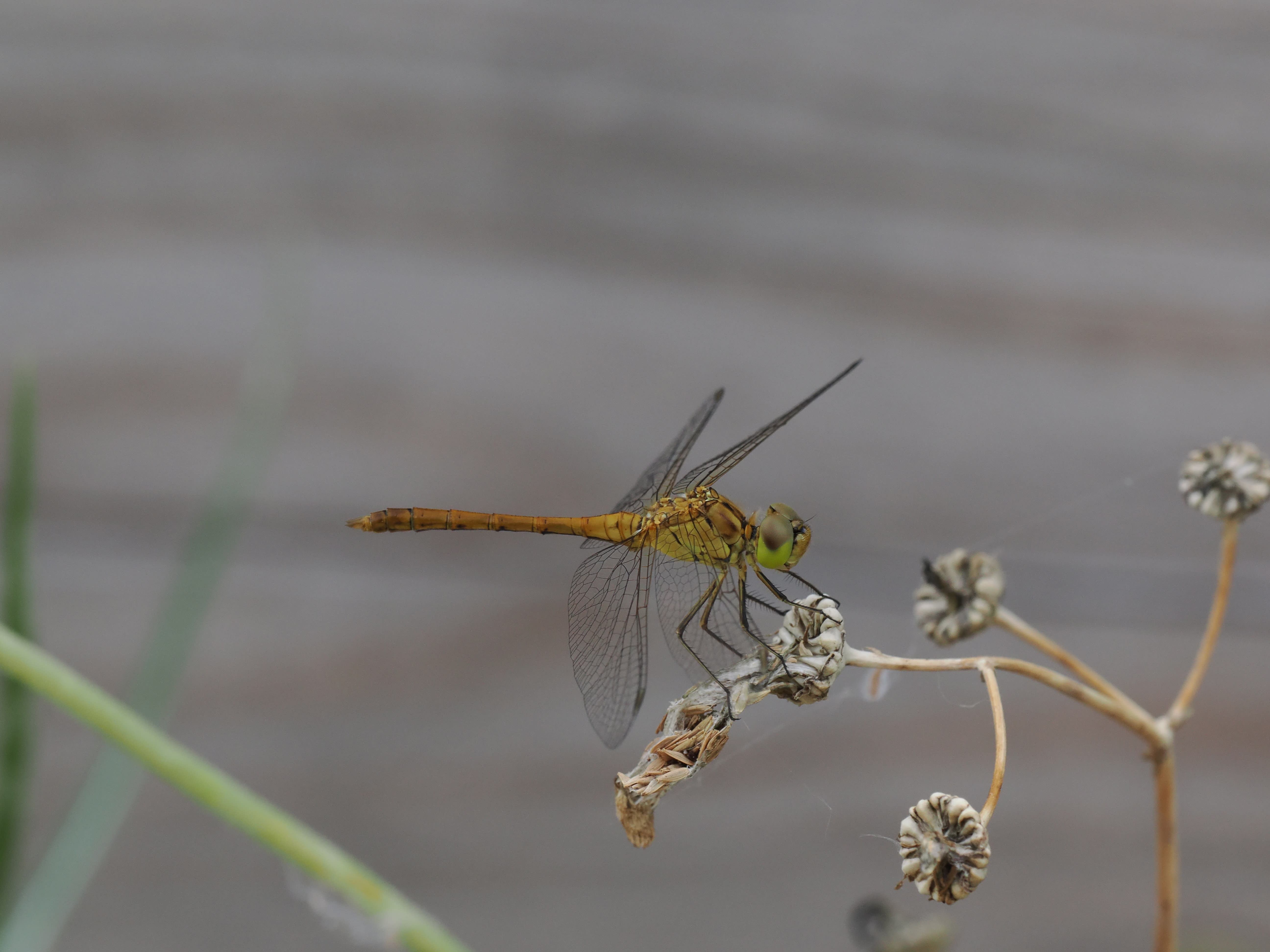 Image from Sympetrum meridionale album