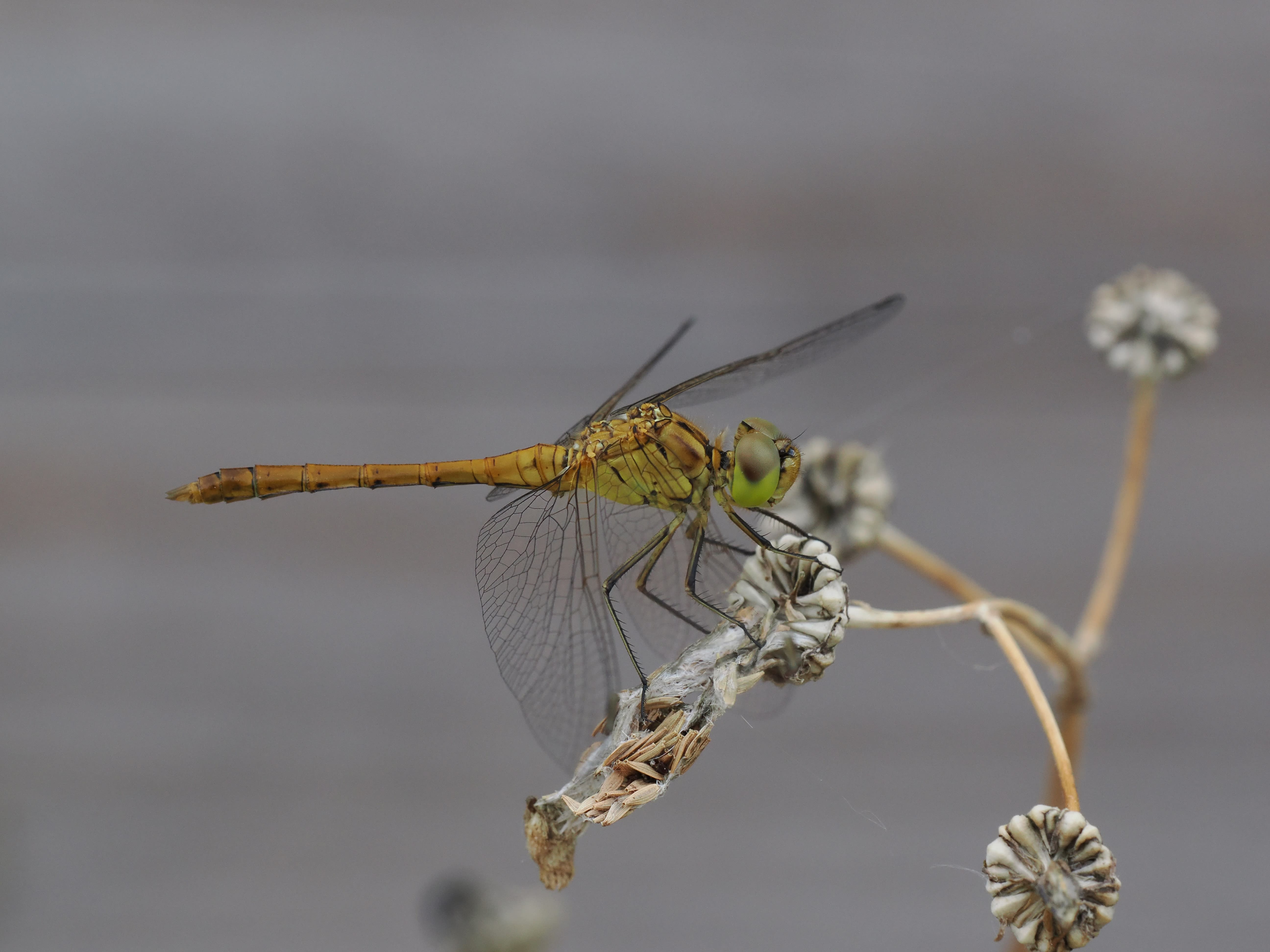 Image from Sympetrum meridionale album