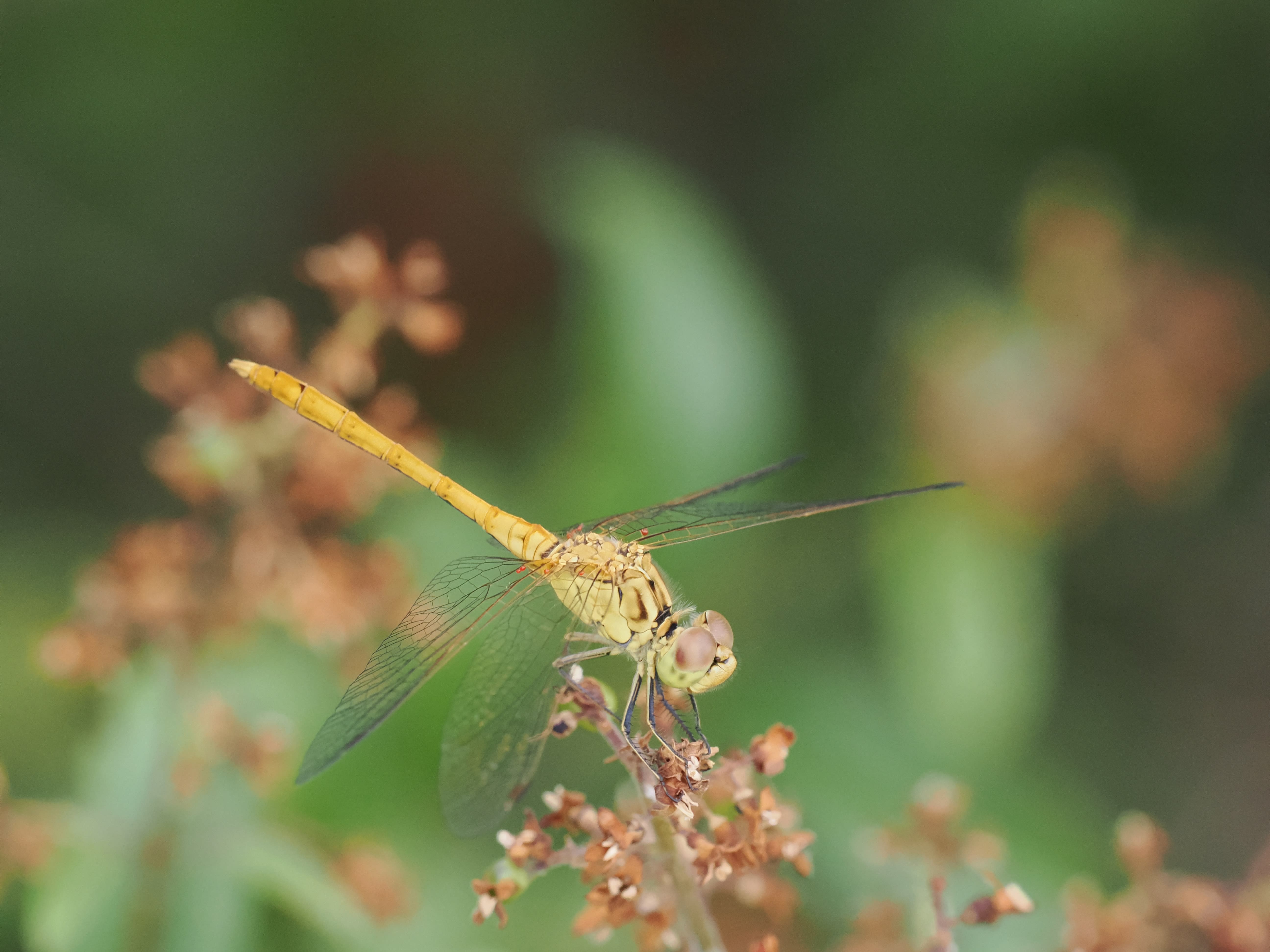 Image from Sympetrum meridionale album