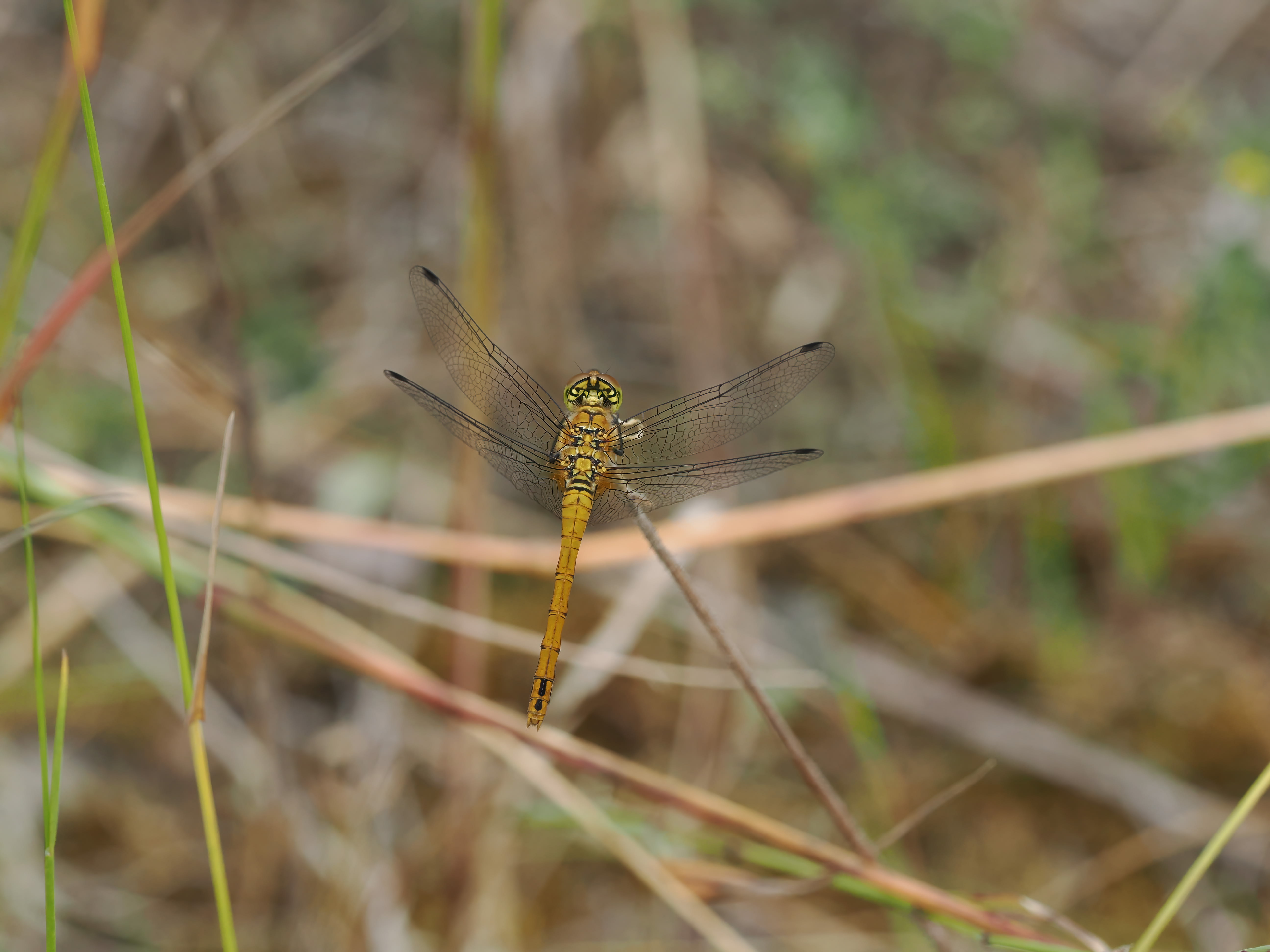 Image from Sympetrum sanguineum album