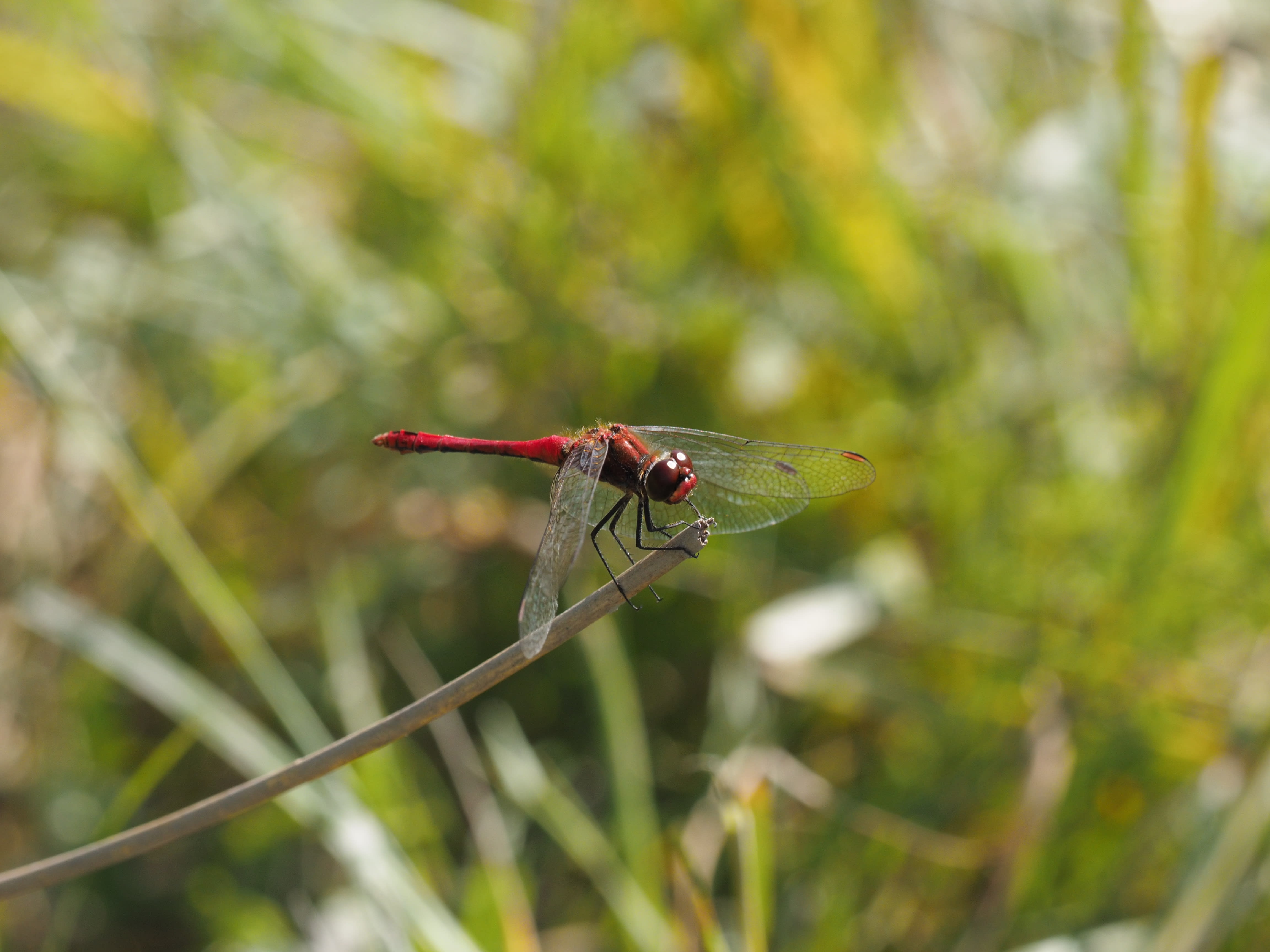 Image from Sympetrum sanguineum album