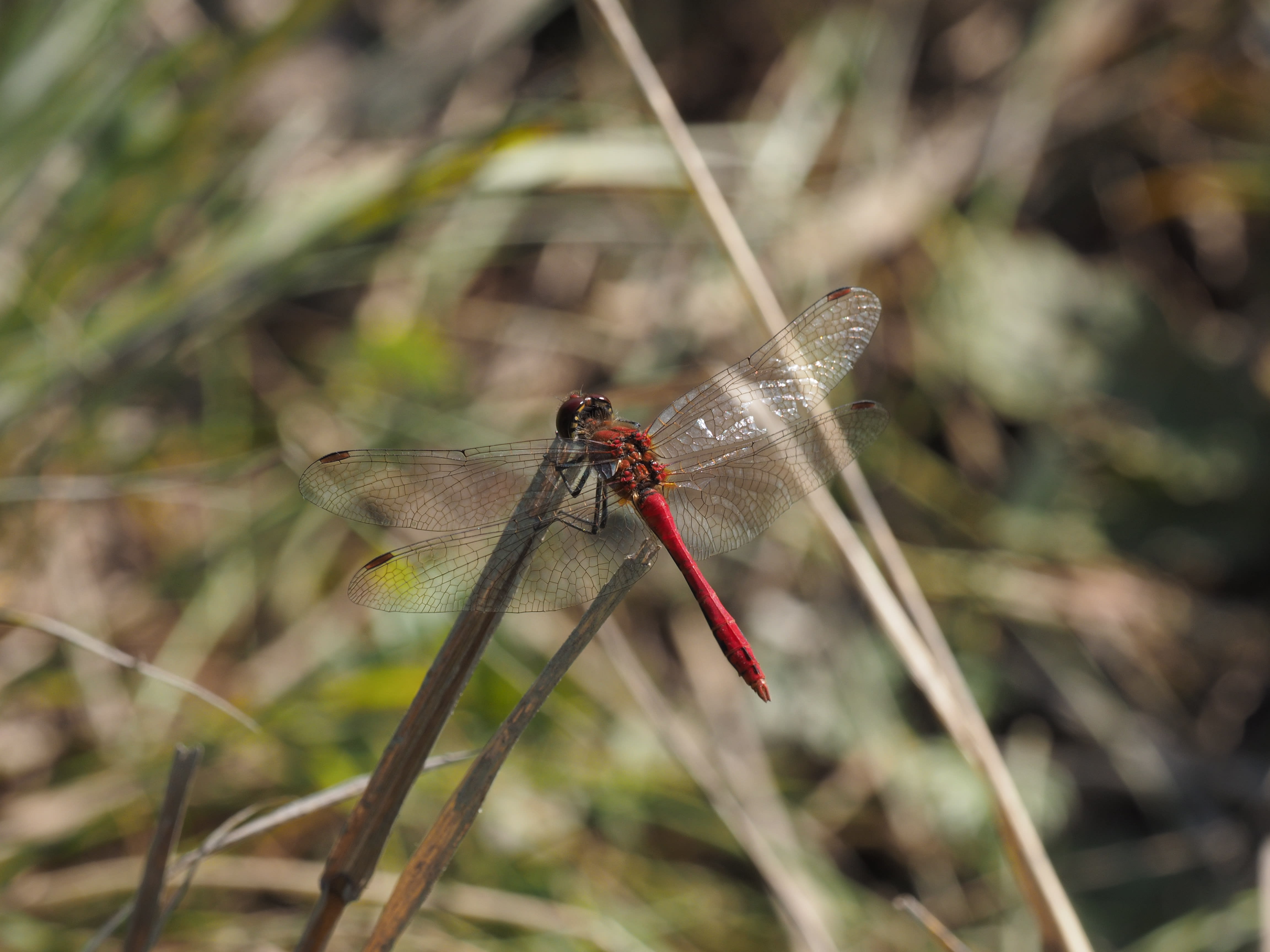 Image from Sympetrum sanguineum album