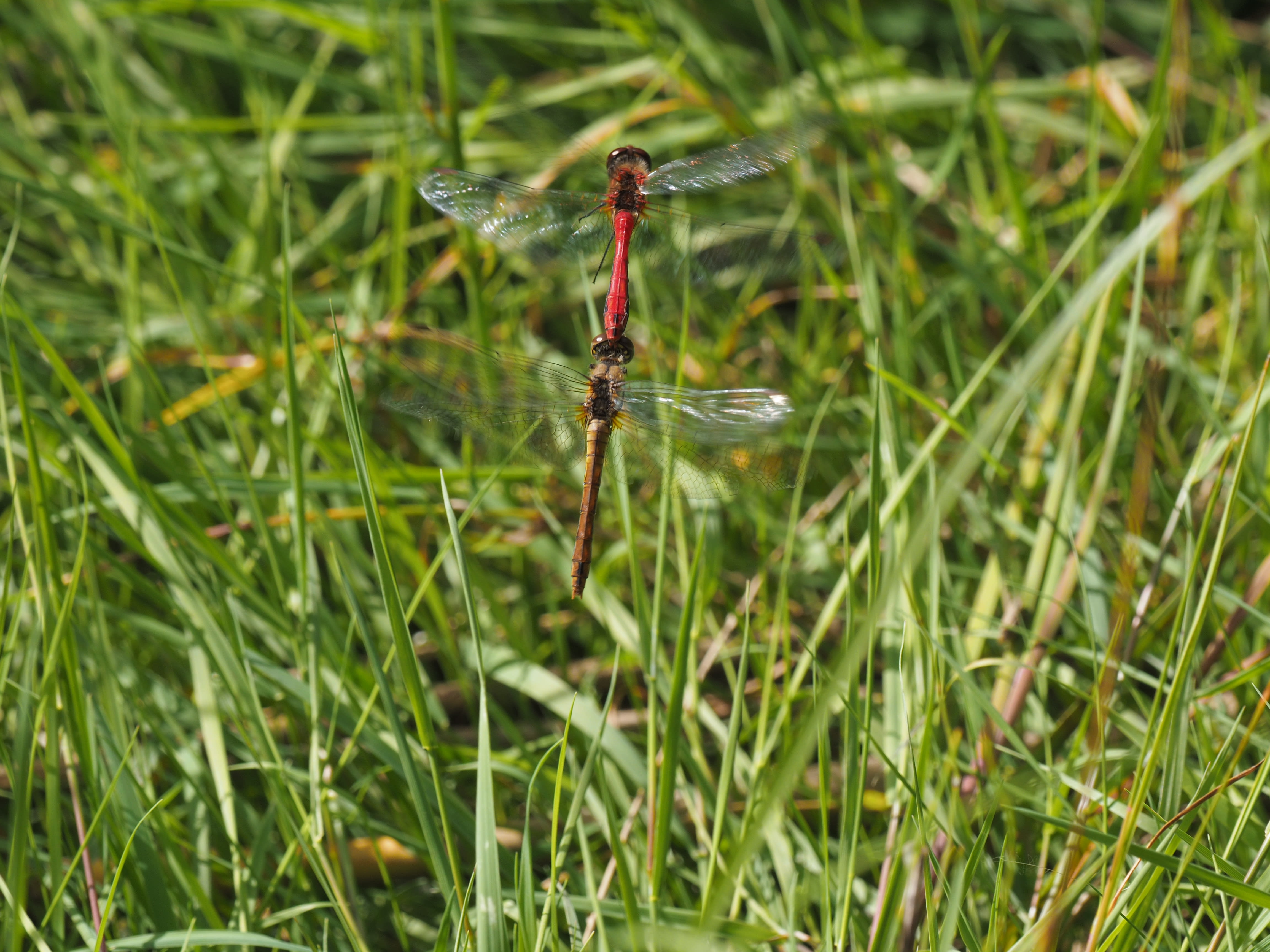 Image from Sympetrum sanguineum album