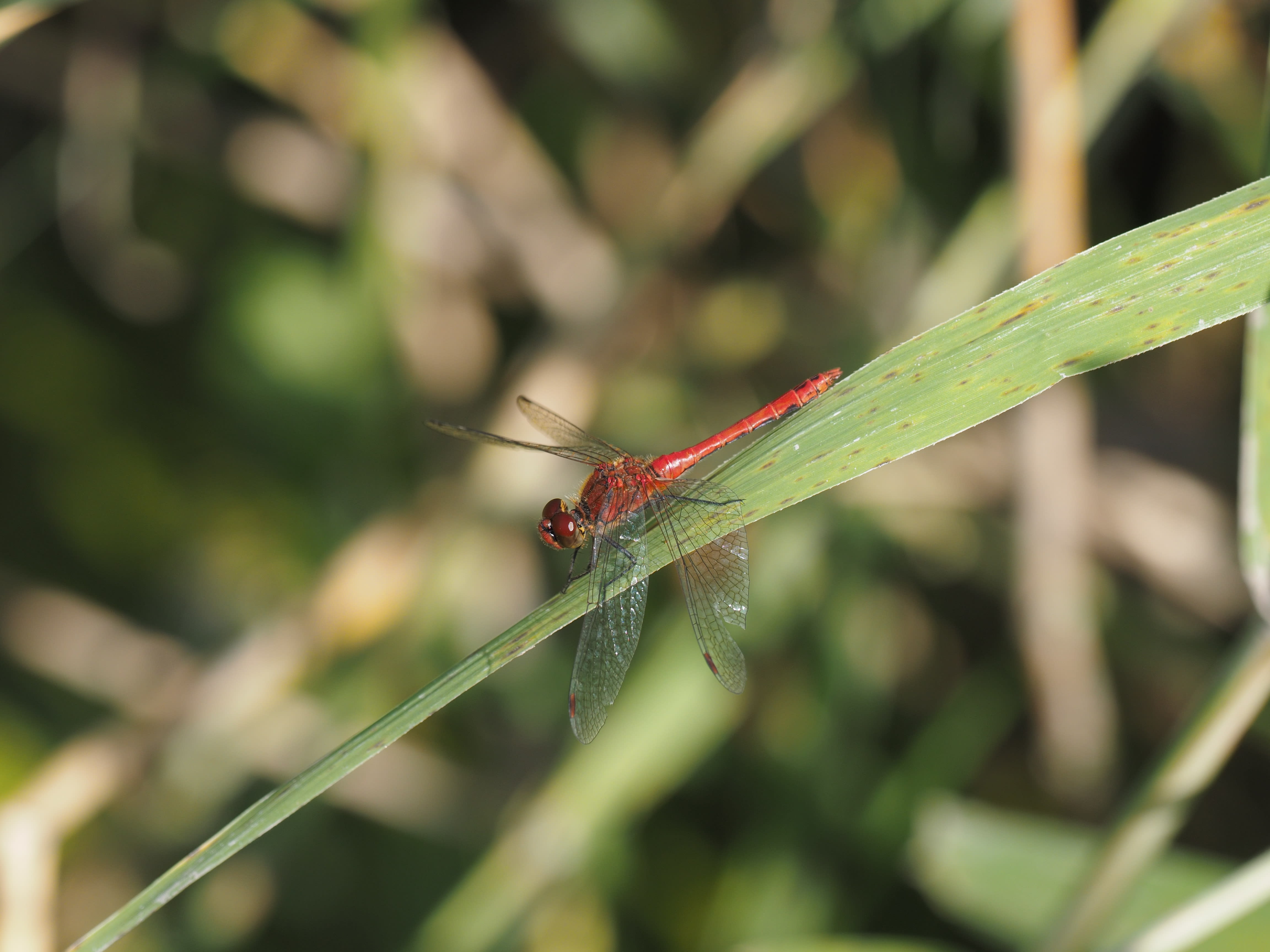 Image from Sympetrum sanguineum album