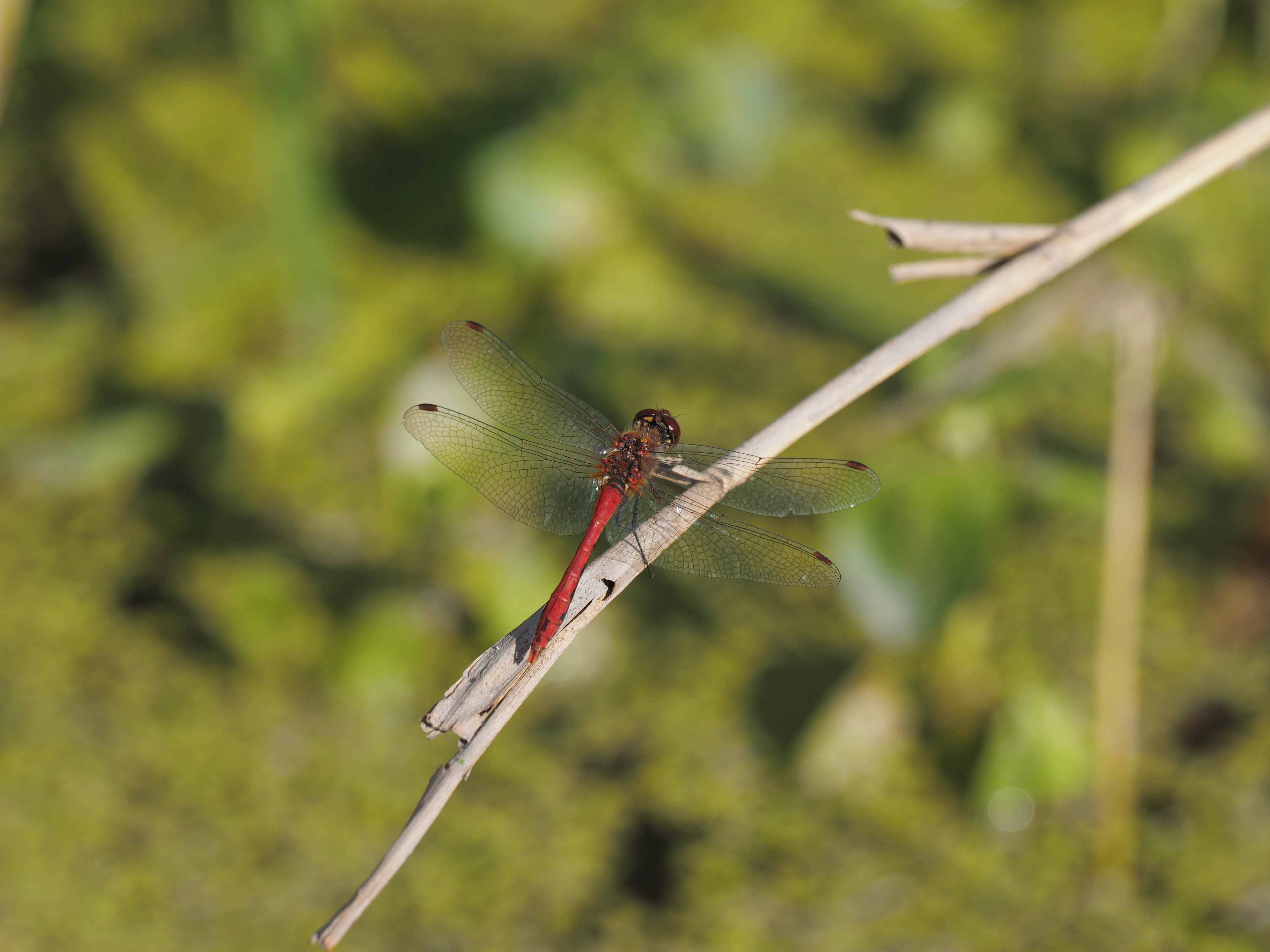 Image from Sympetrum sanguineum album