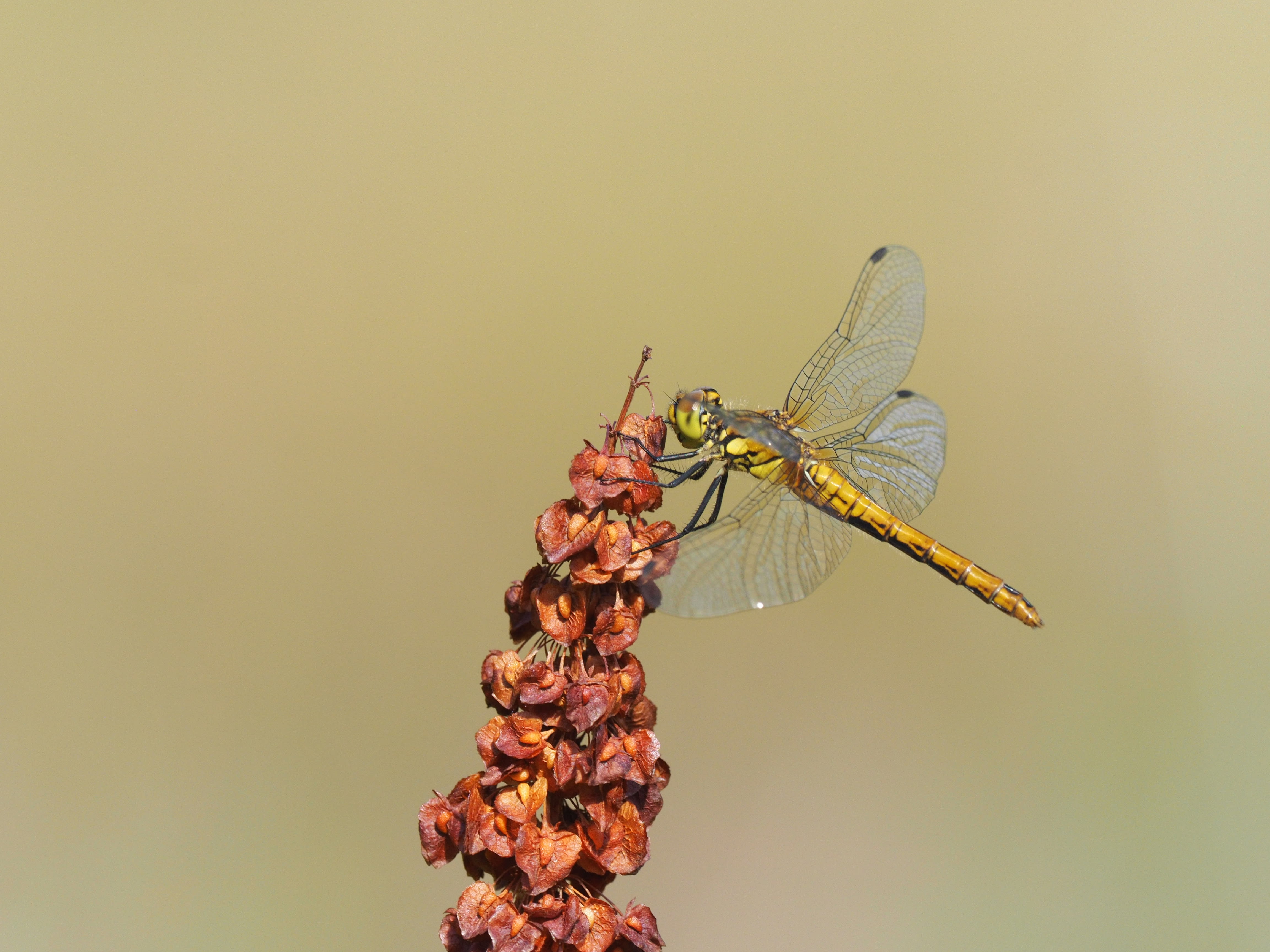 Image from Sympetrum sanguineum album