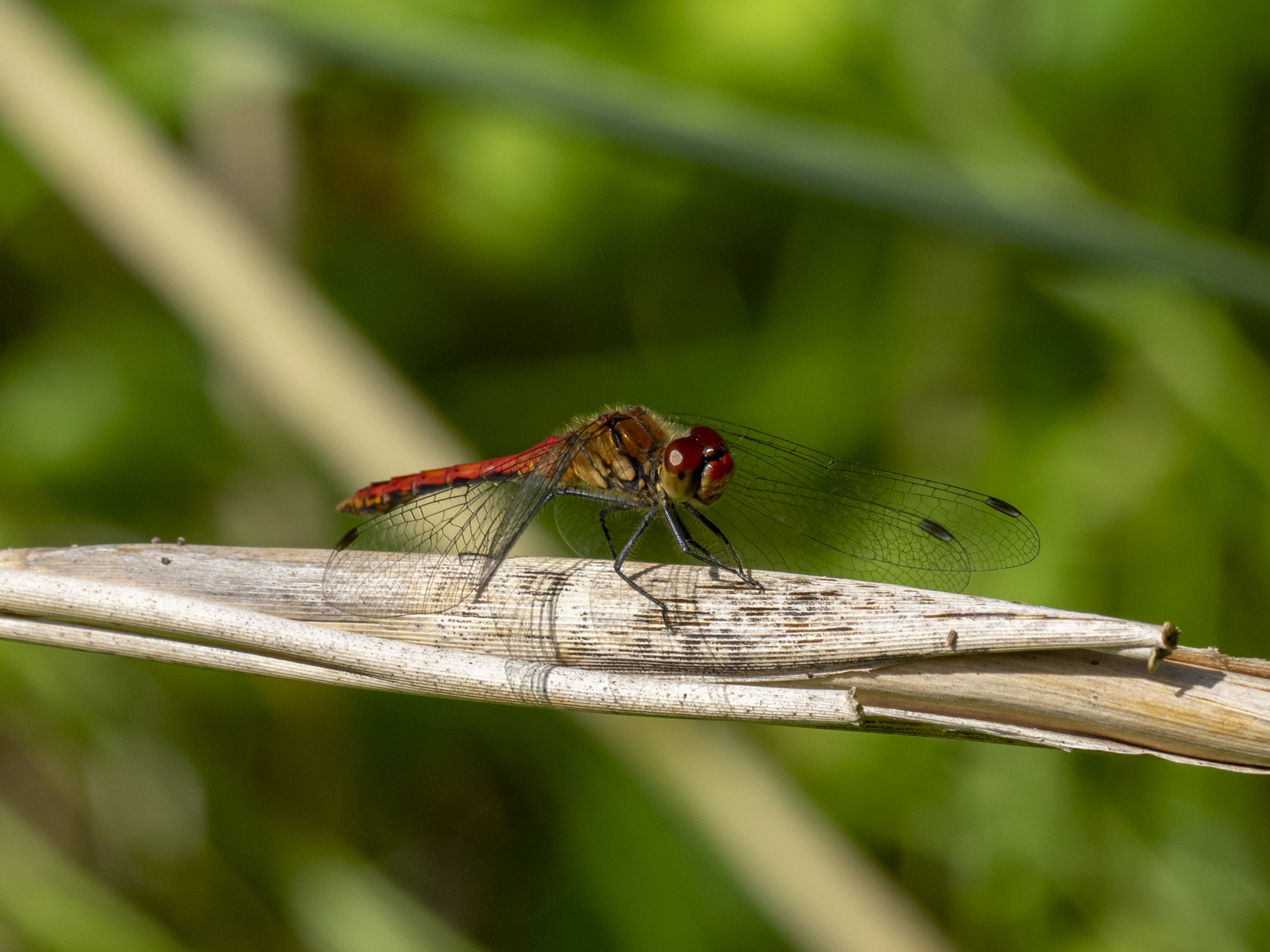 Image from Sympetrum sanguineum album