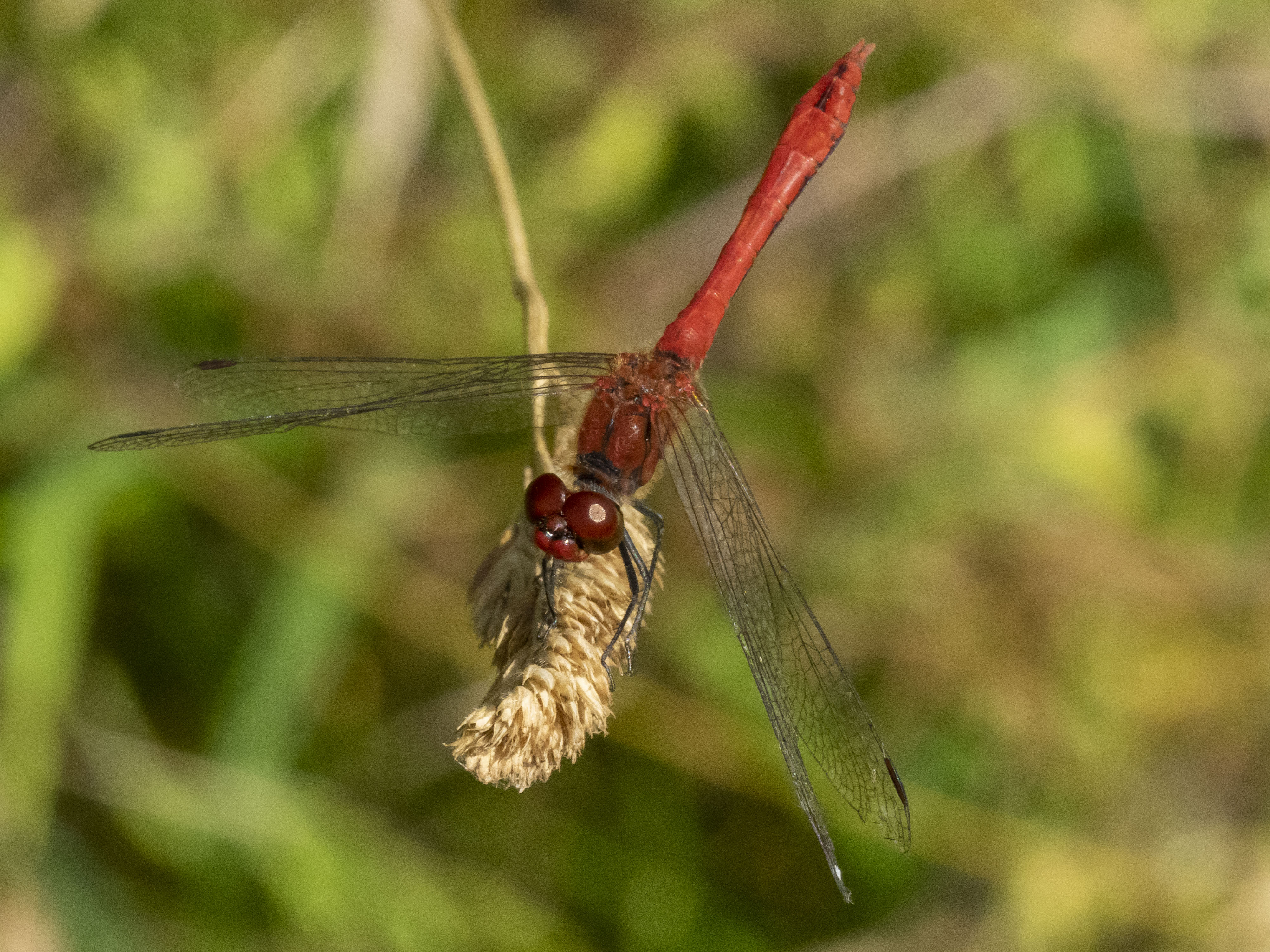 Image from Sympetrum sanguineum album