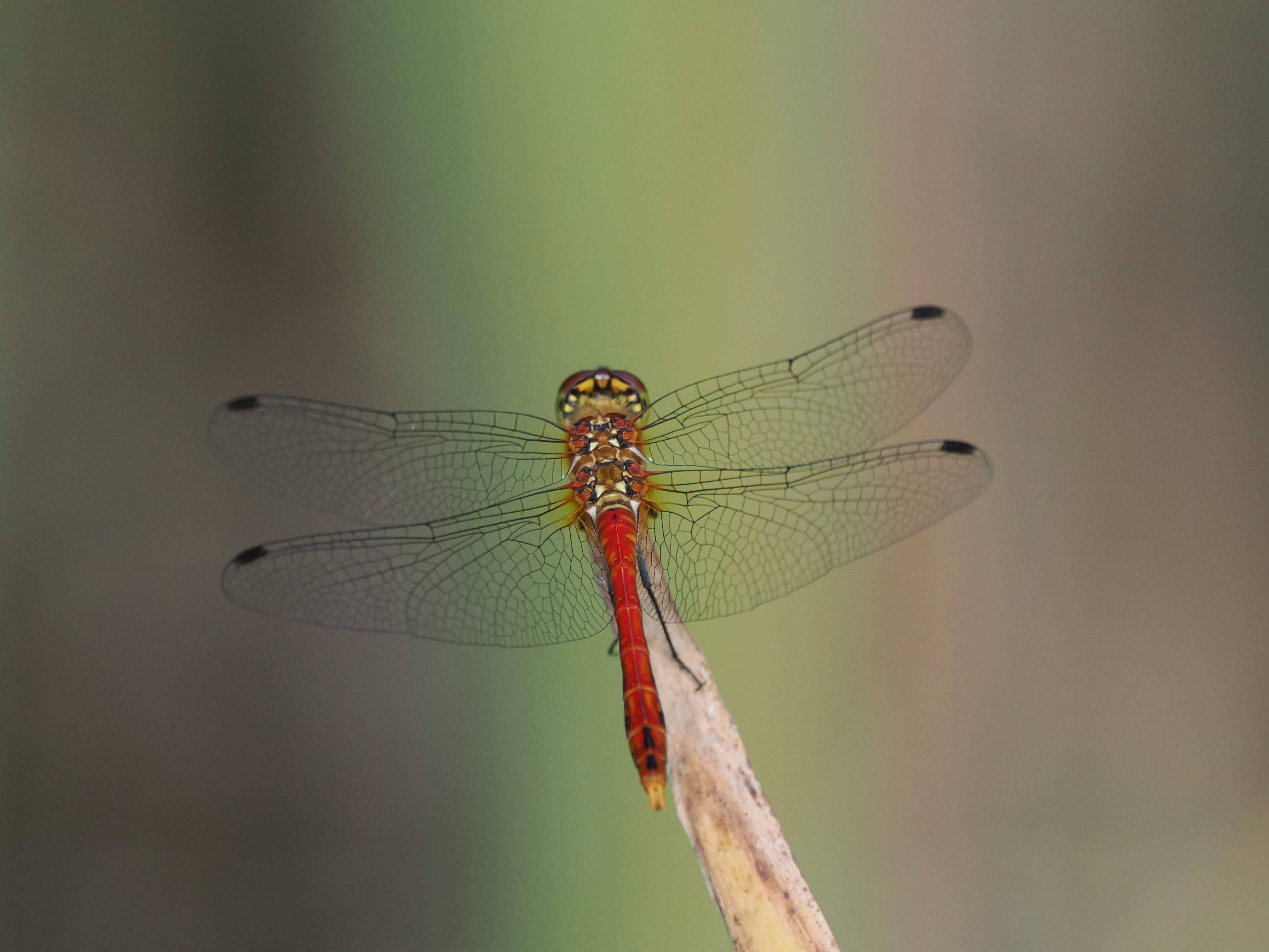 Image from Sympetrum sanguineum album
