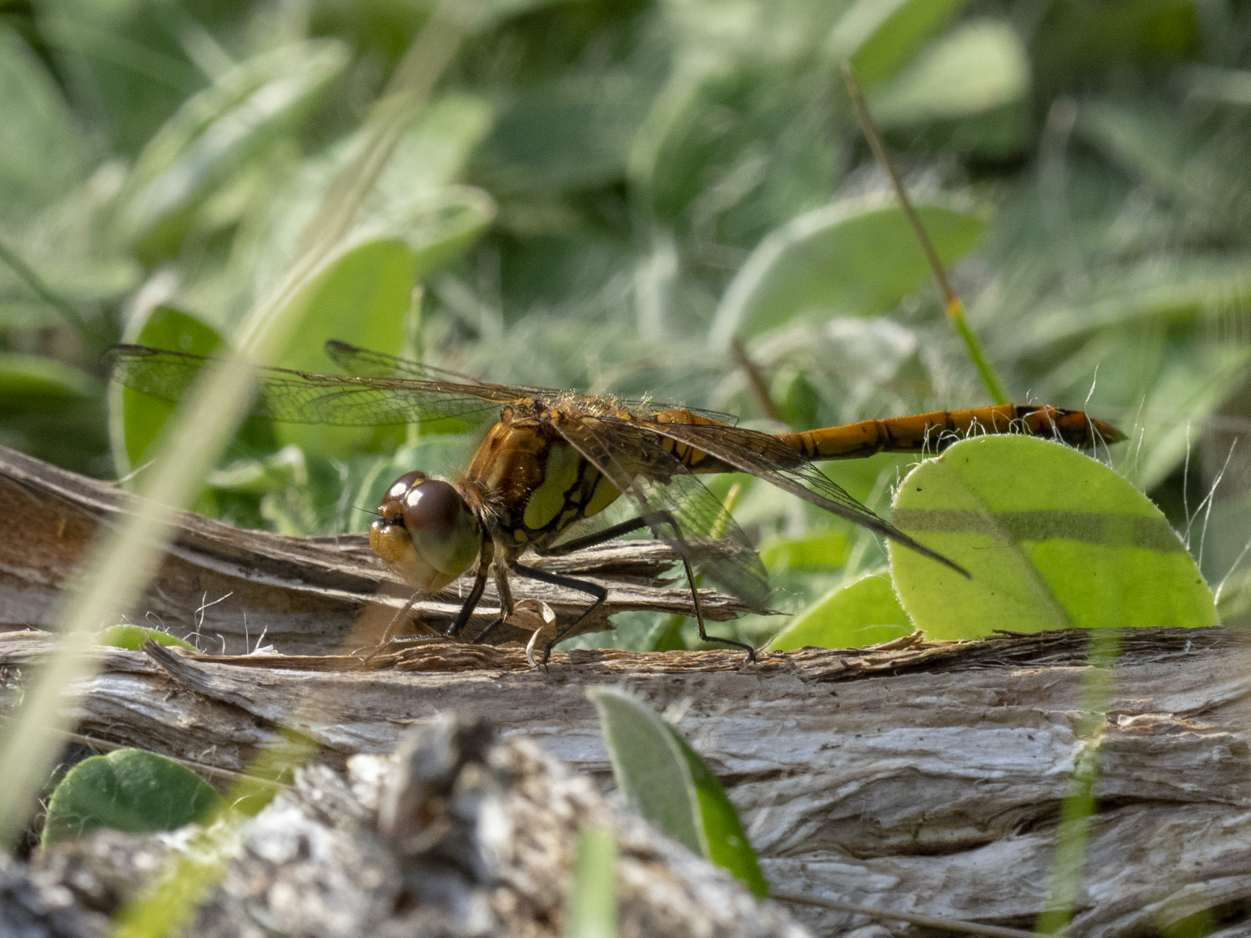 Image from Sympetrum striolatum album