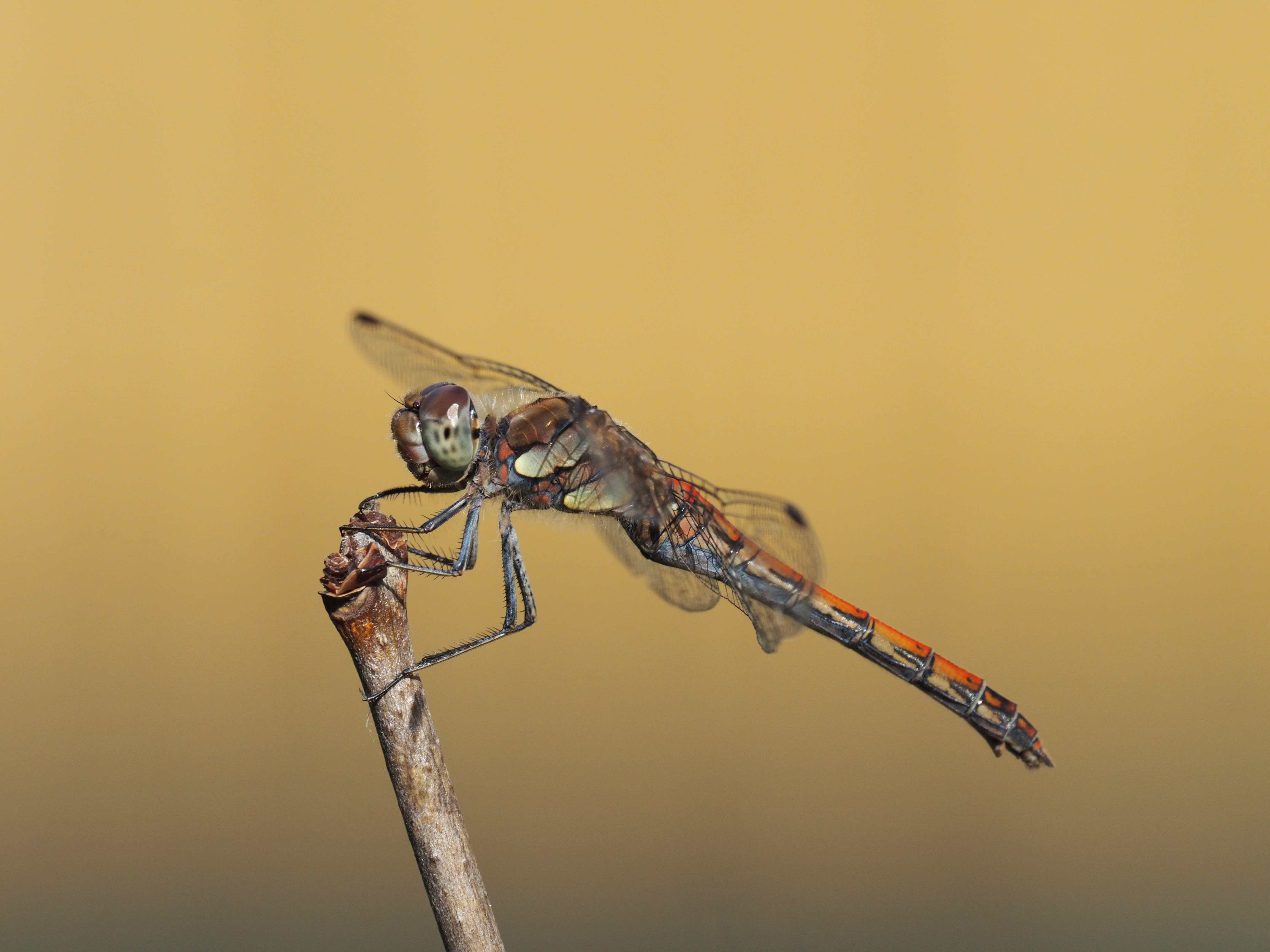 Image from Sympetrum striolatum album