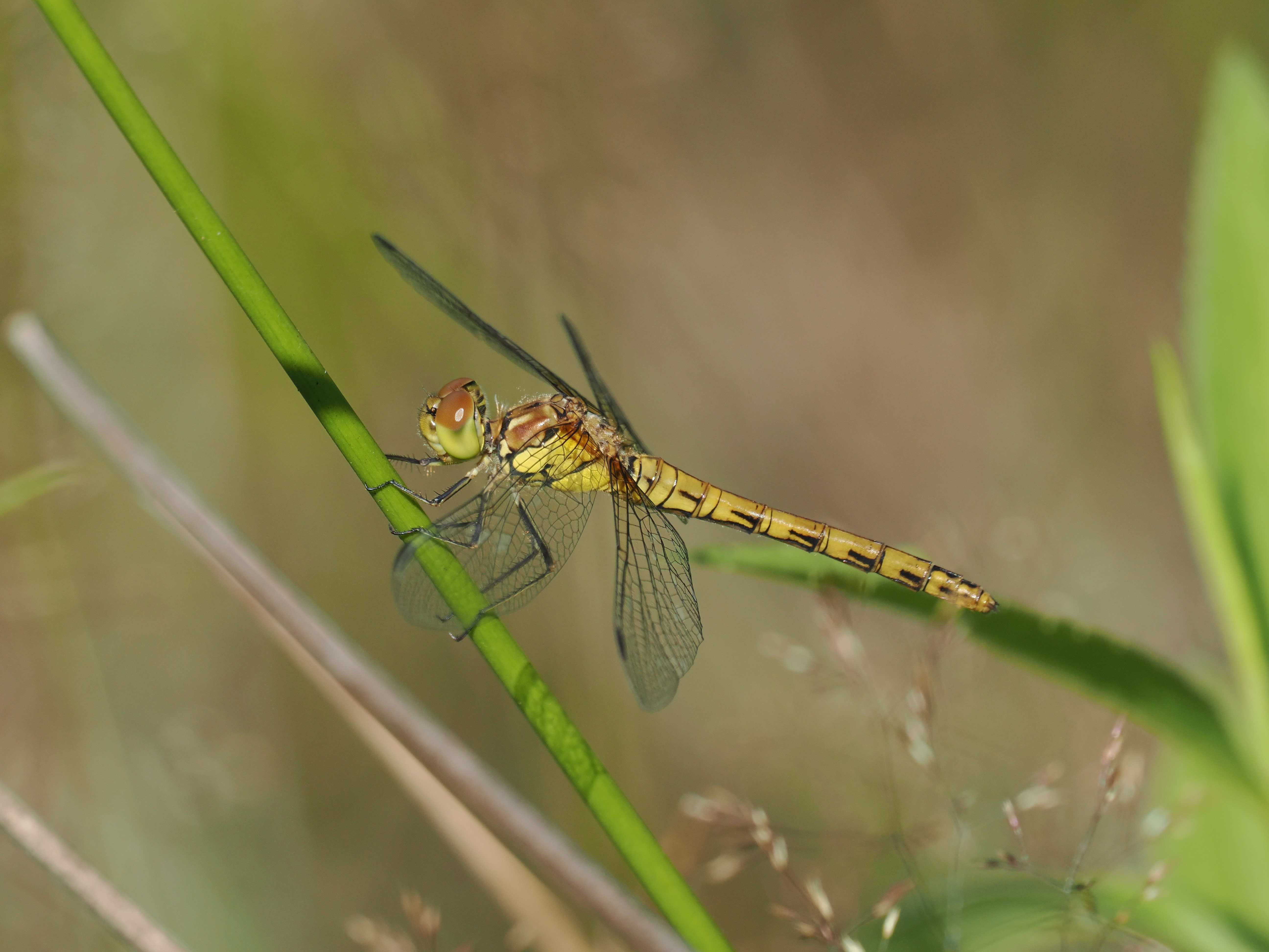 Image from Sympetrum striolatum album