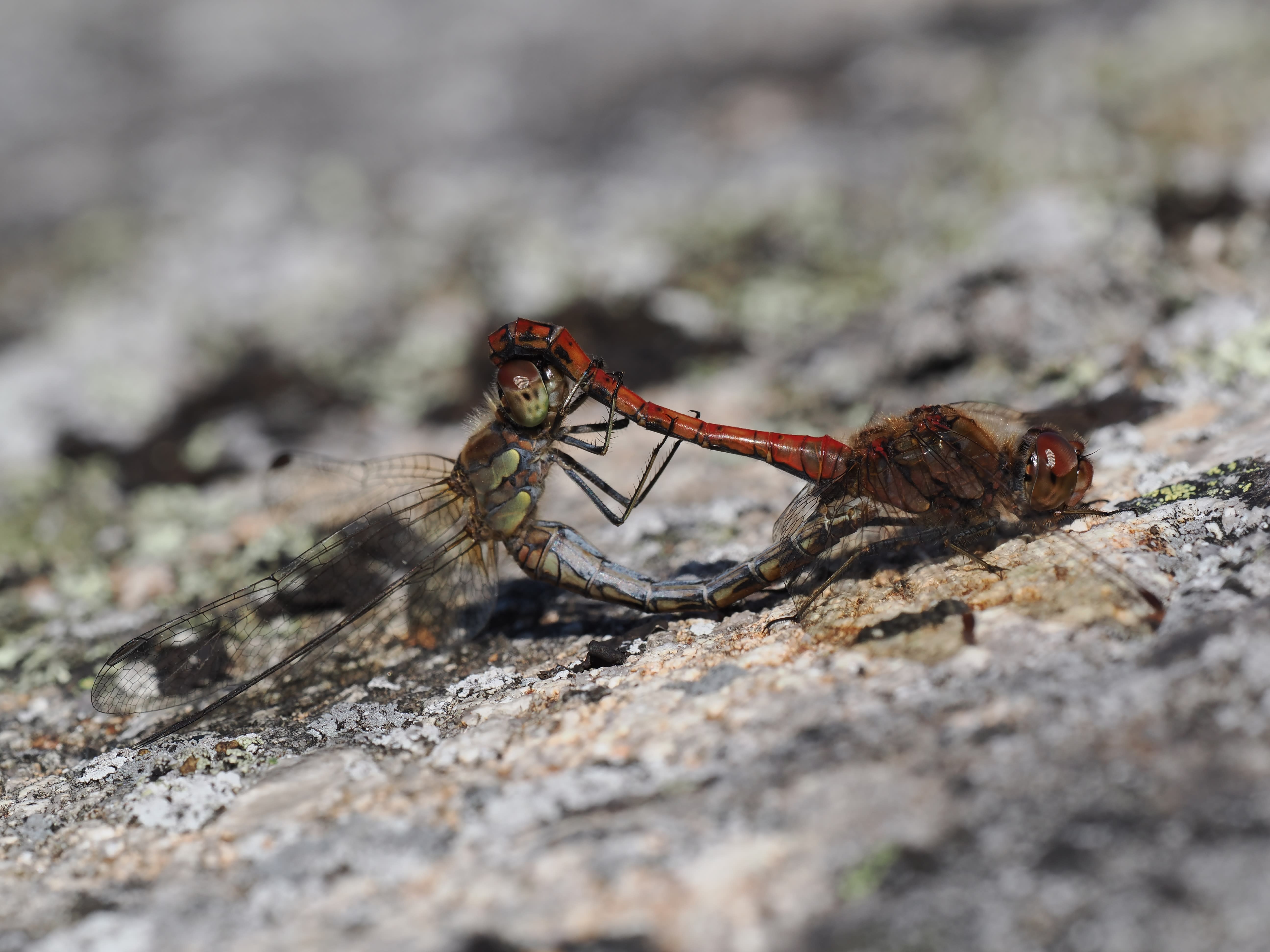 Image from Sympetrum striolatum album